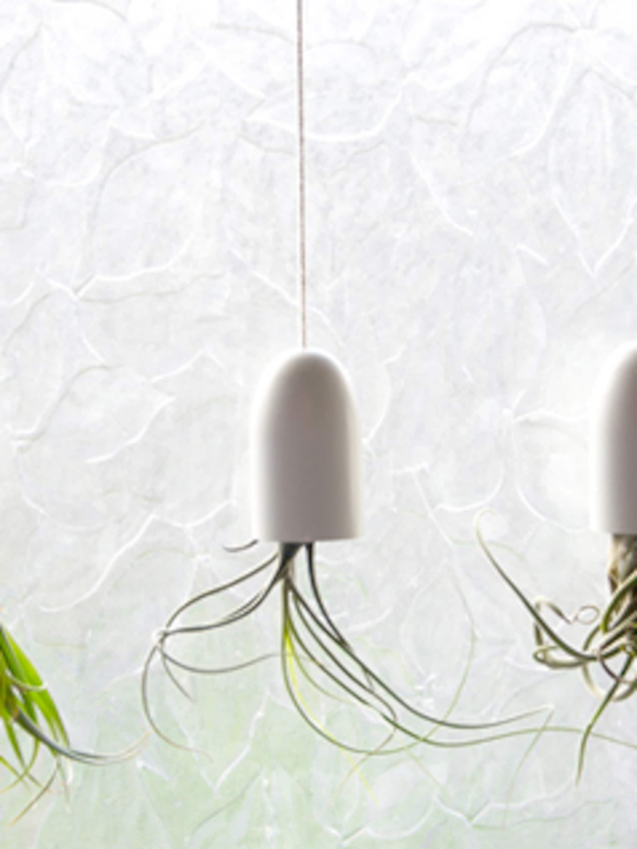 planten in de badkamer