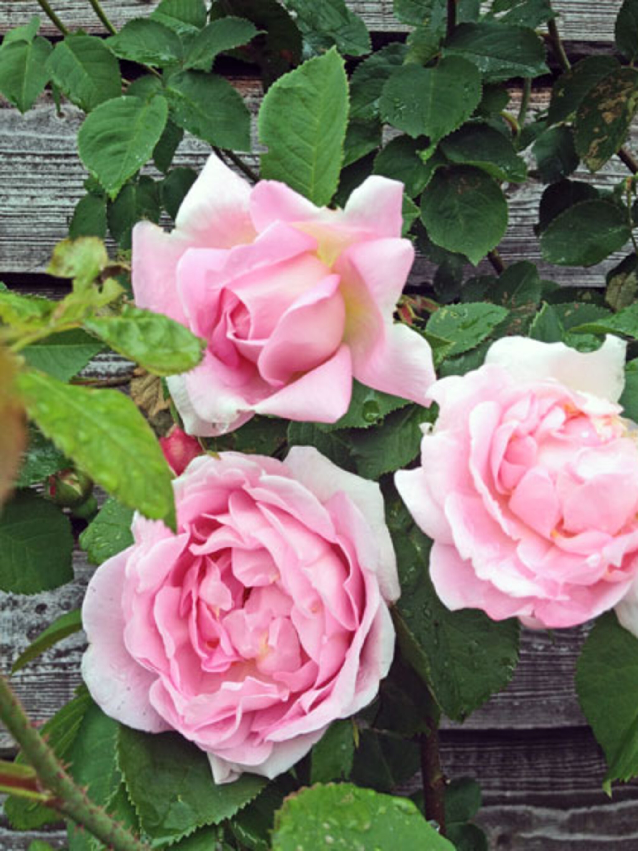 rosa constance spry
