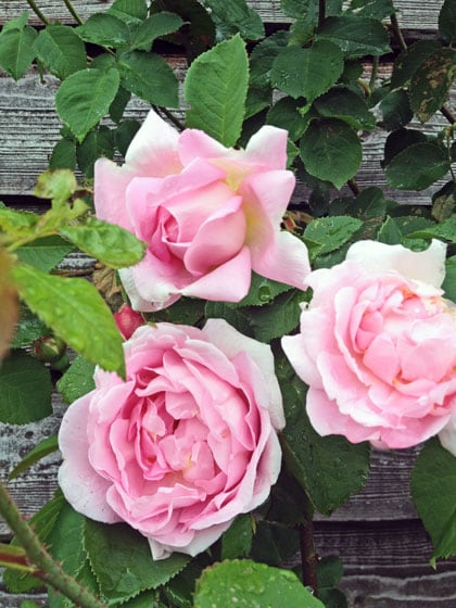 beeld vtwonen Rosa Constance Spry