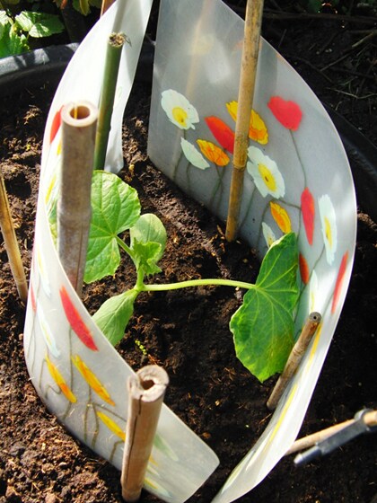 beeld vtwonen Bescherm kasplanten als ze de tuin in gaan
