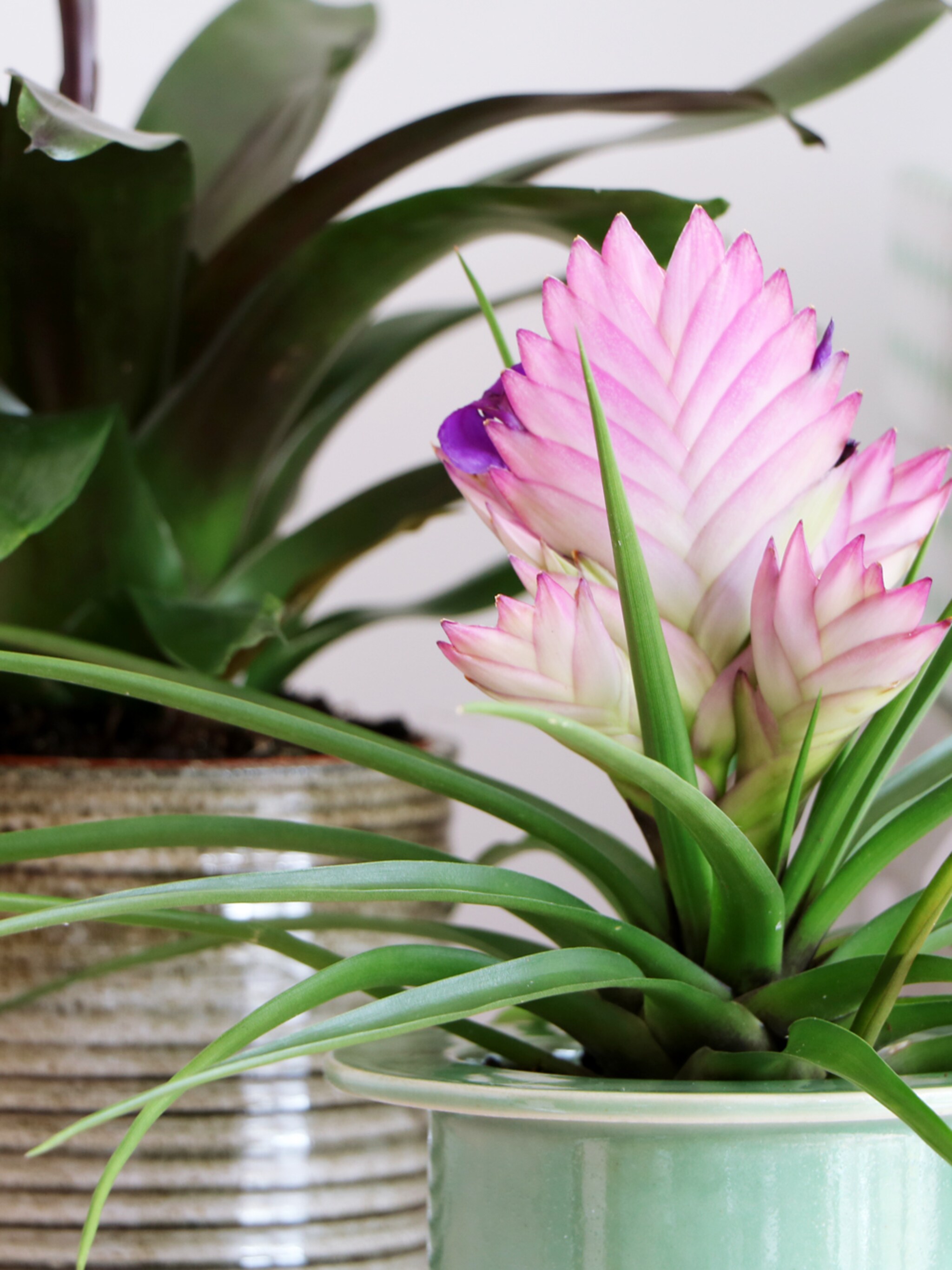 tropische planten