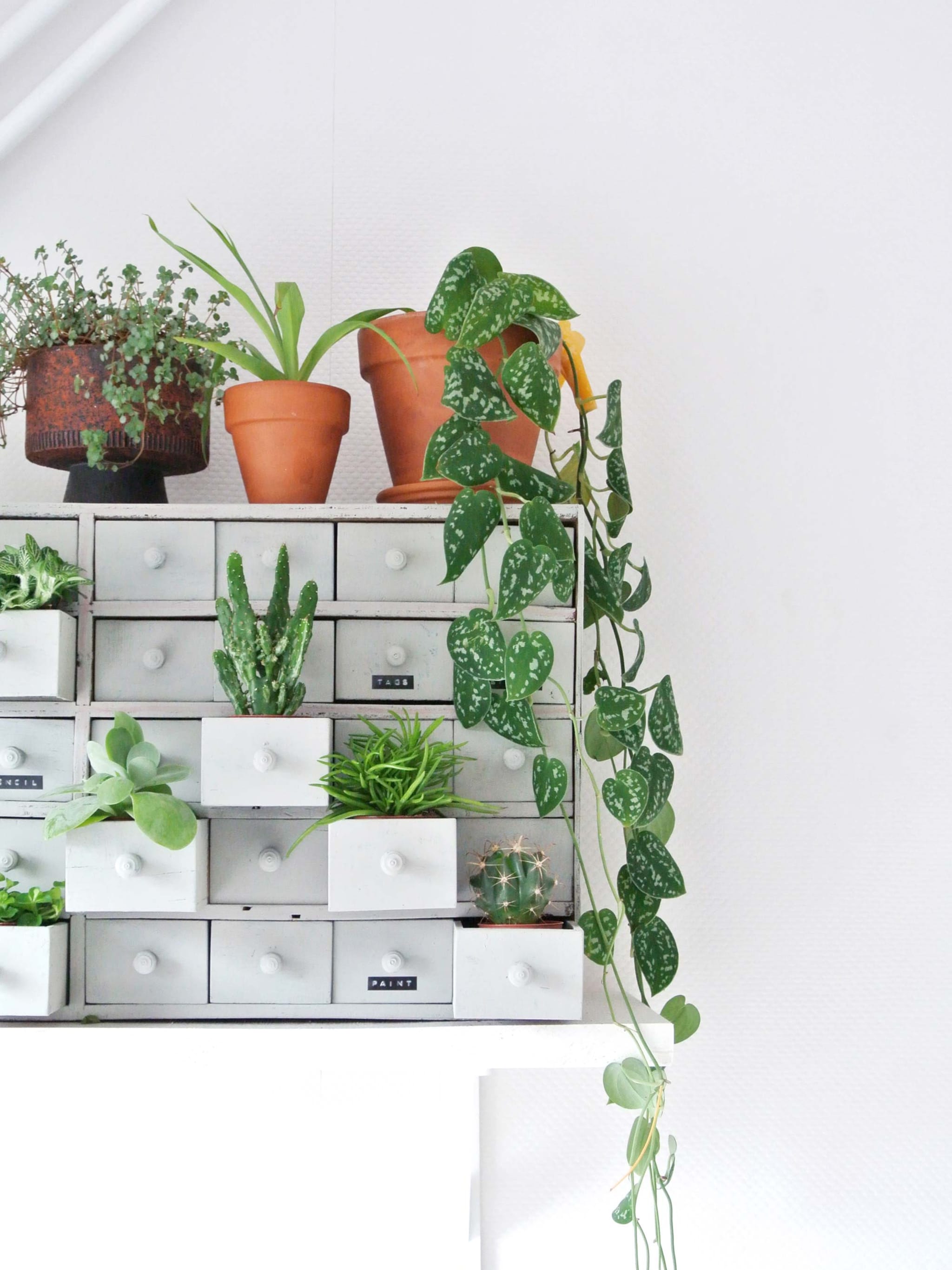miniplantjes