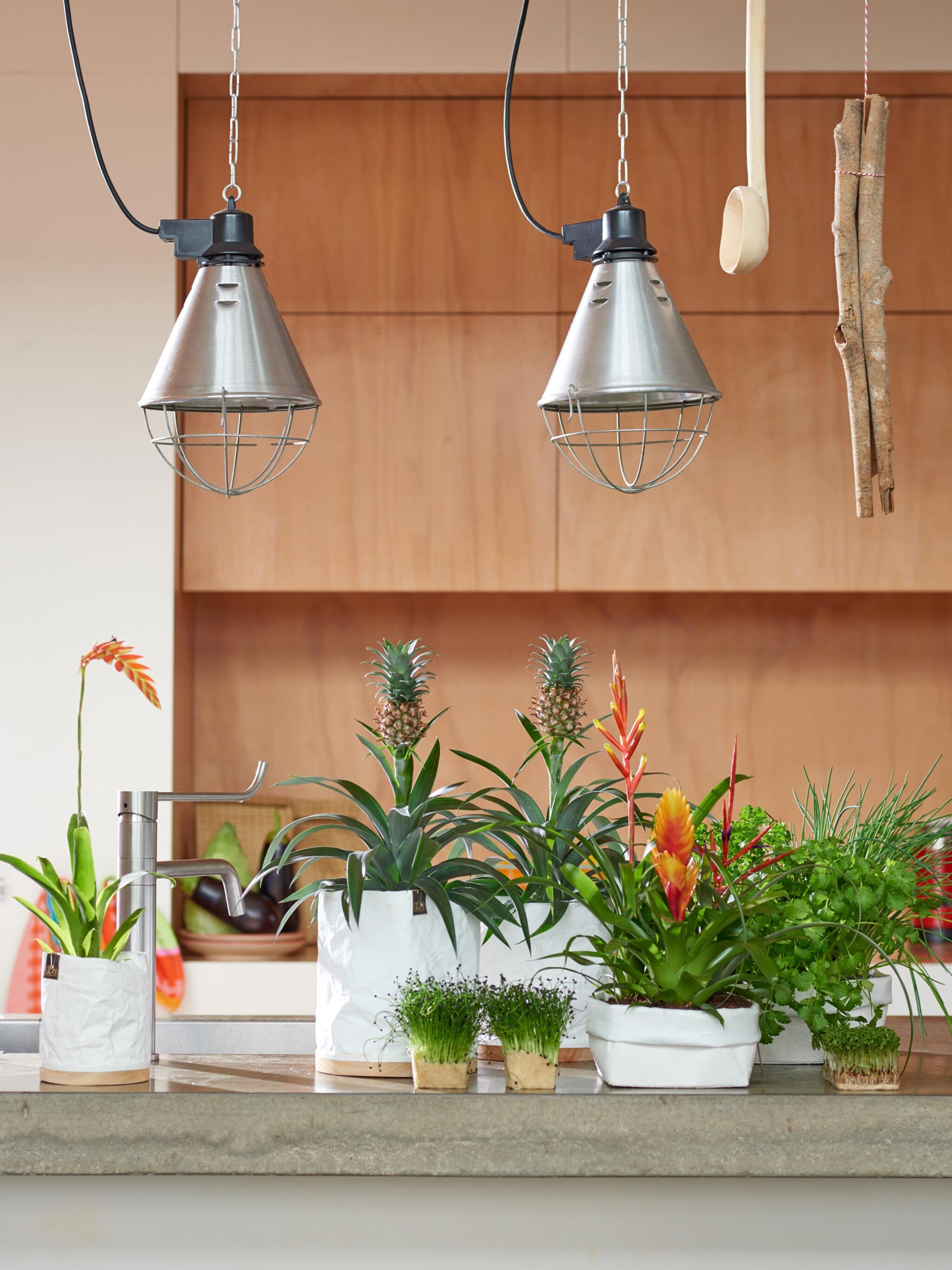 overal een plant