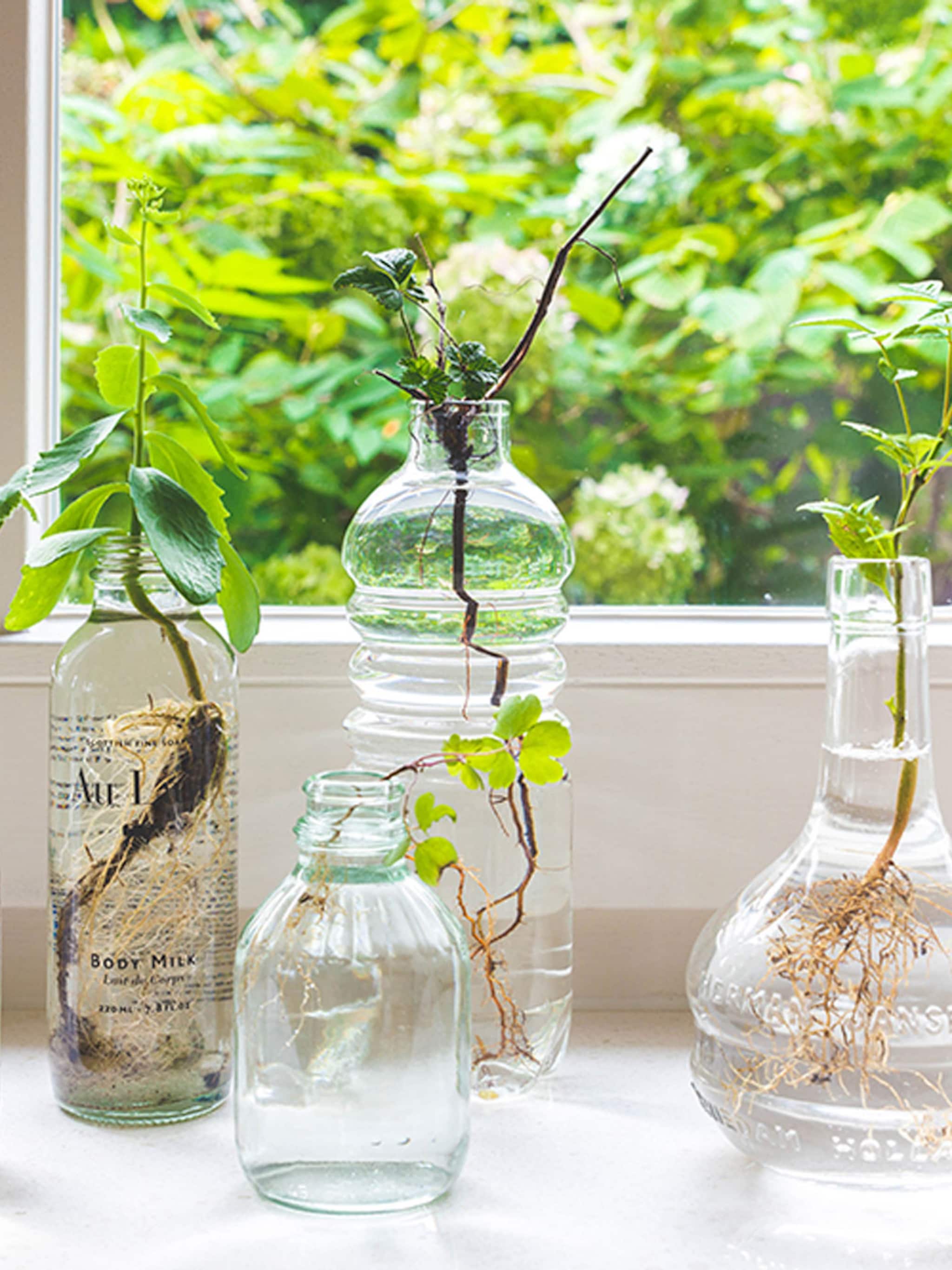 vers groen in vintage flessen