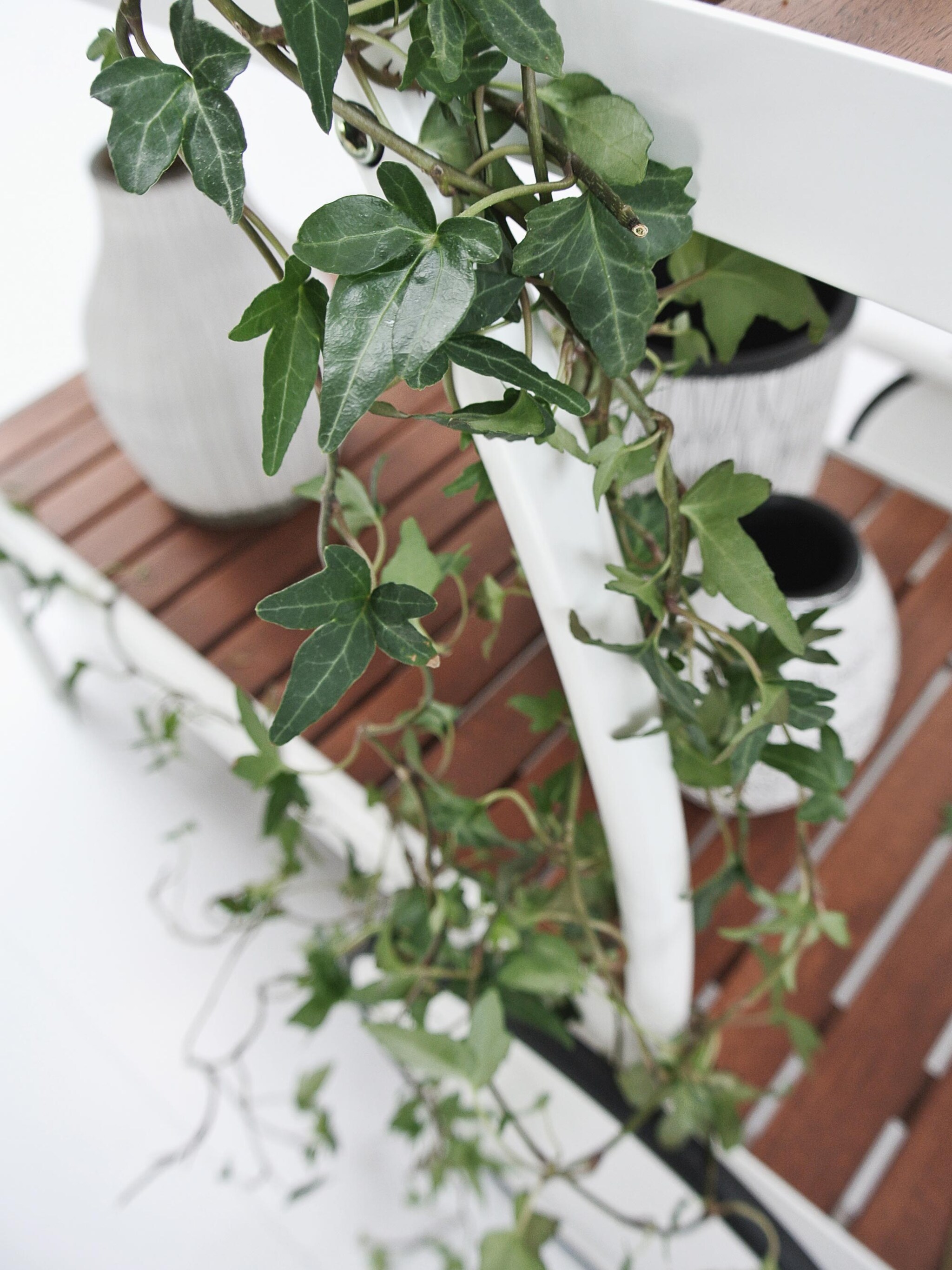 go green met de klimop
