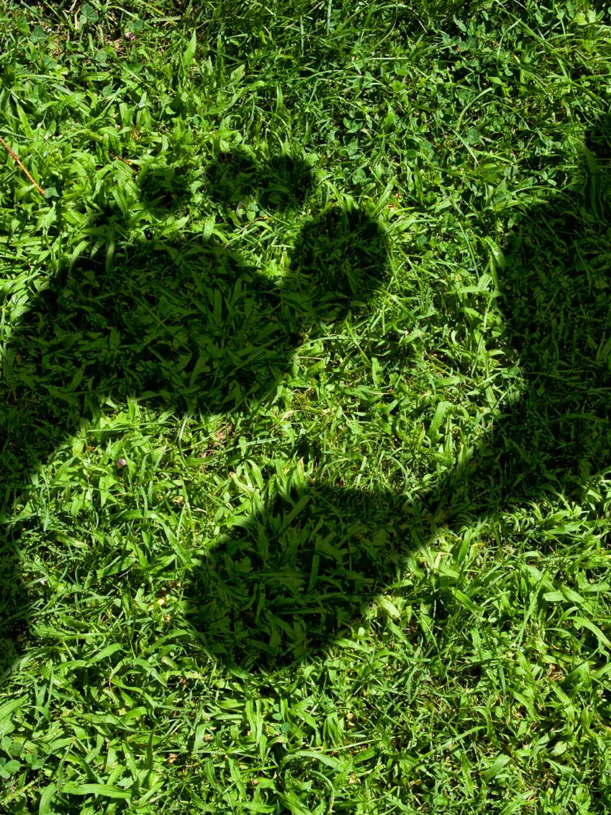 ecologische voetafdruk berekenen