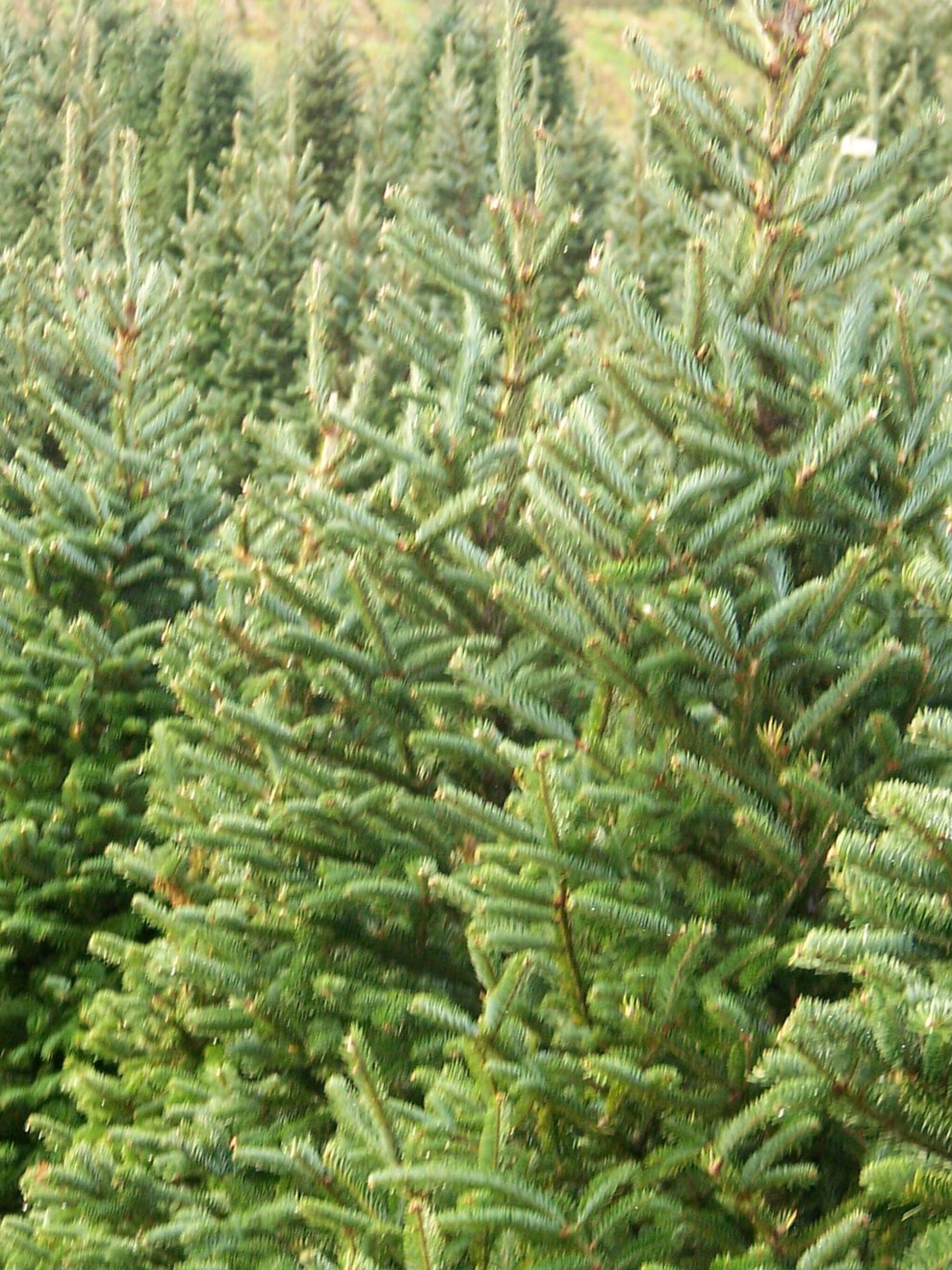kerstboom recyclen