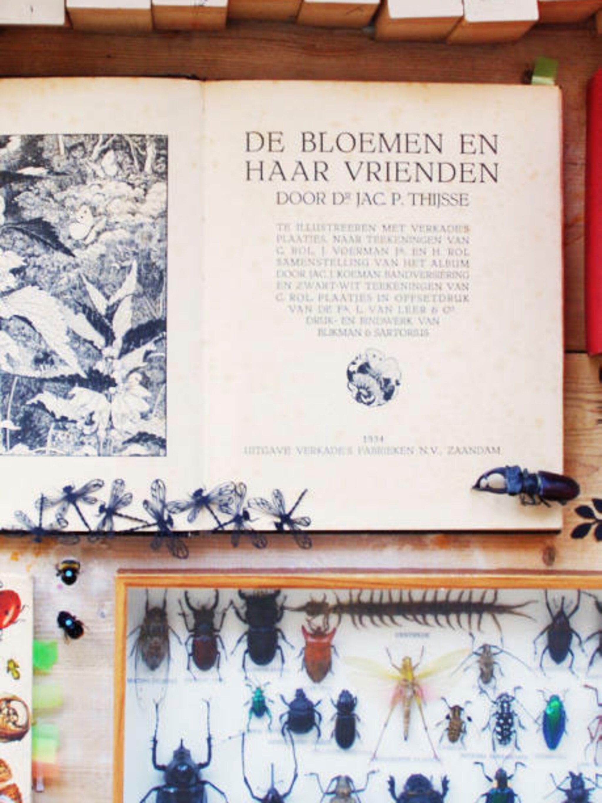 zelf een papercut maken een insect