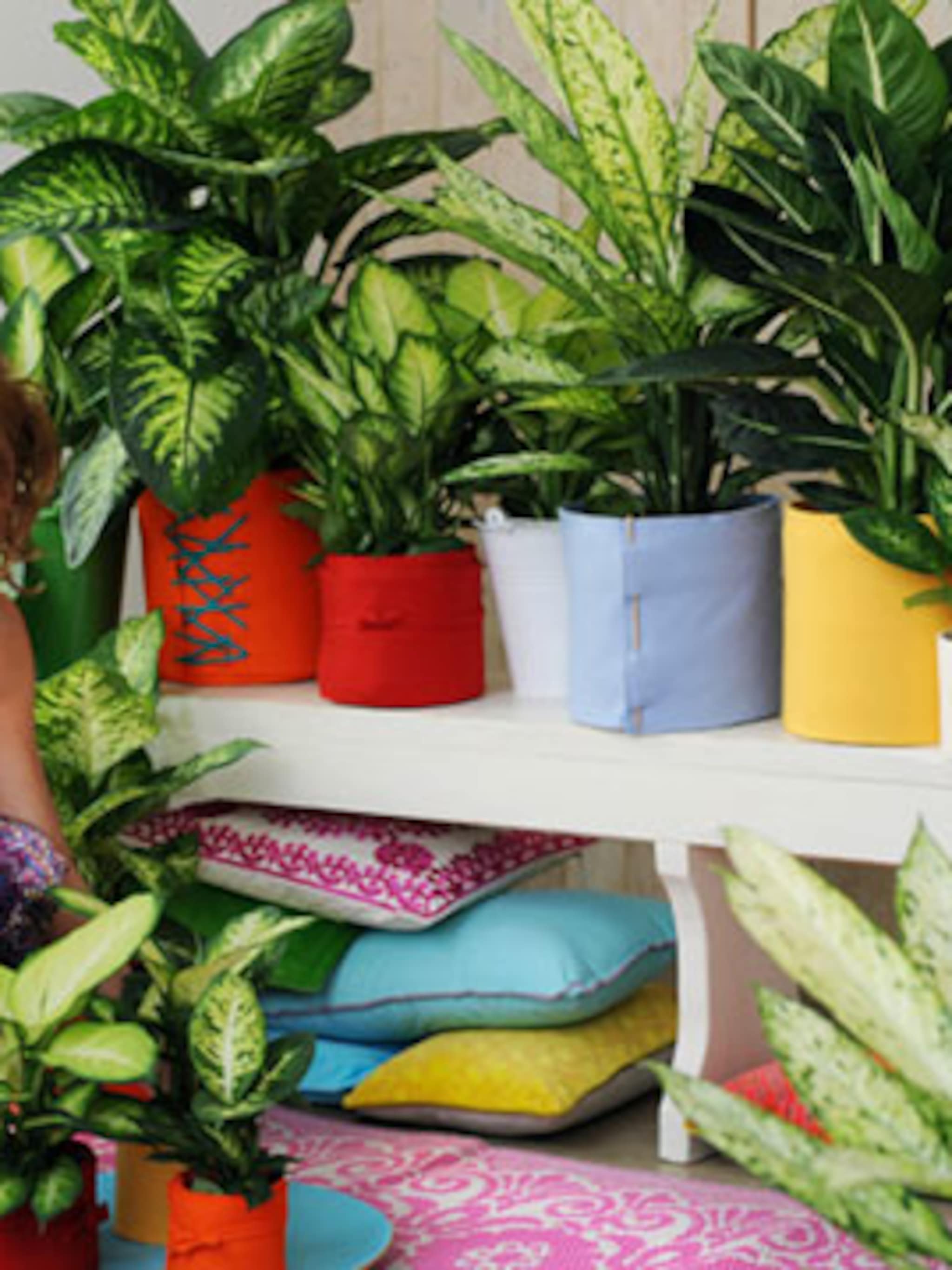 dieffenbachia steelt de show