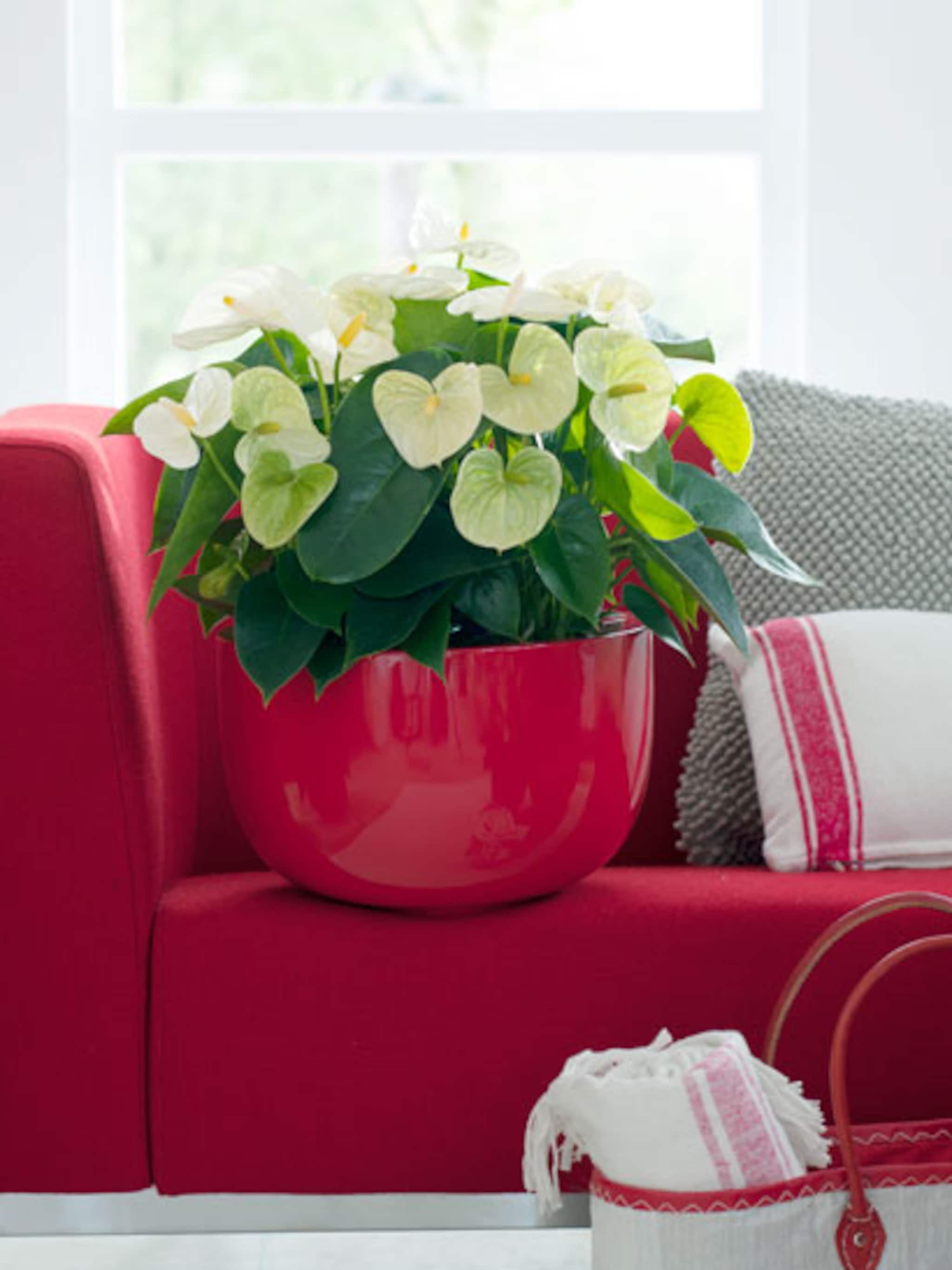 anthurium woonplant van de maand juni