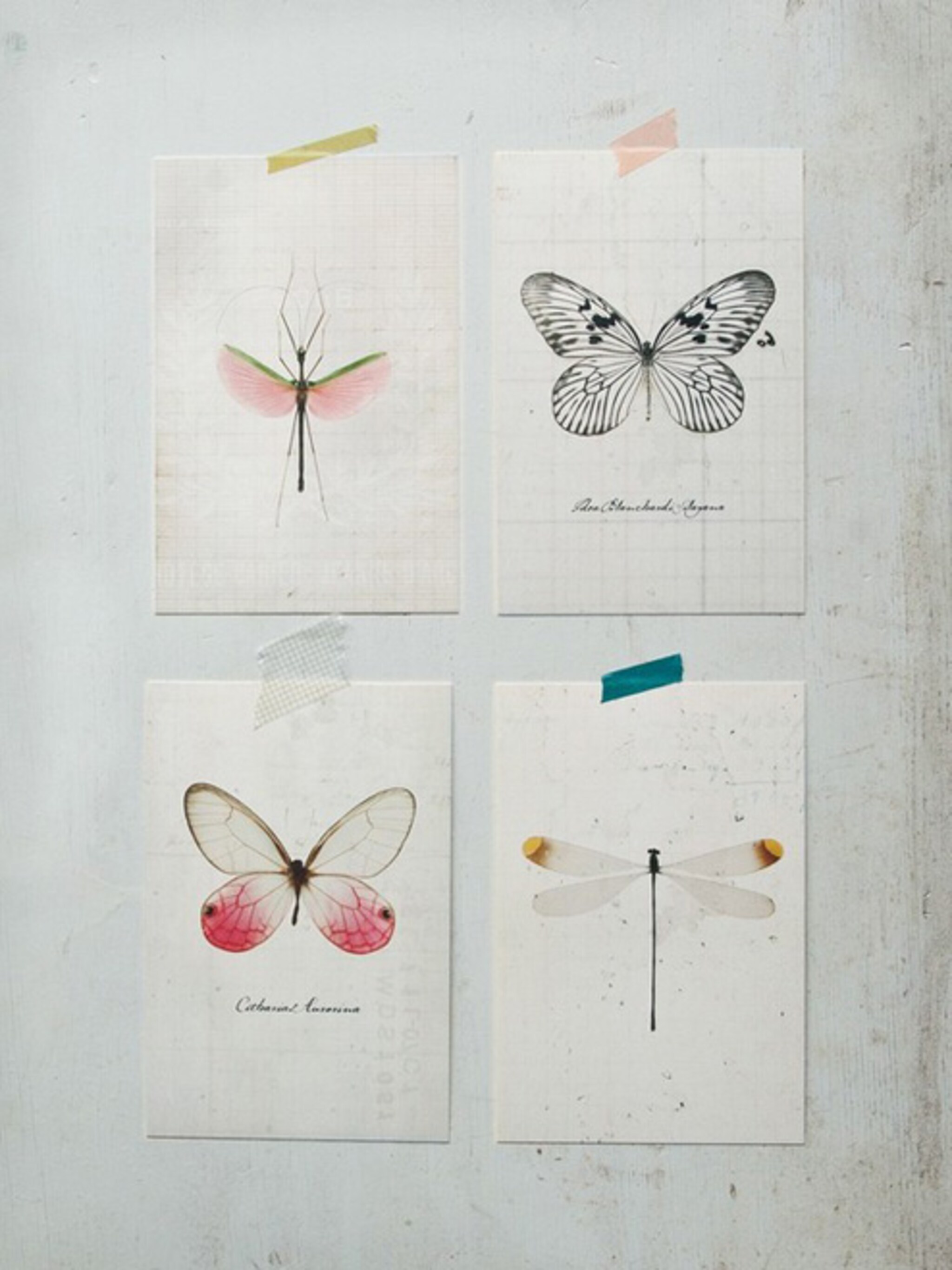 insecten aan de muur