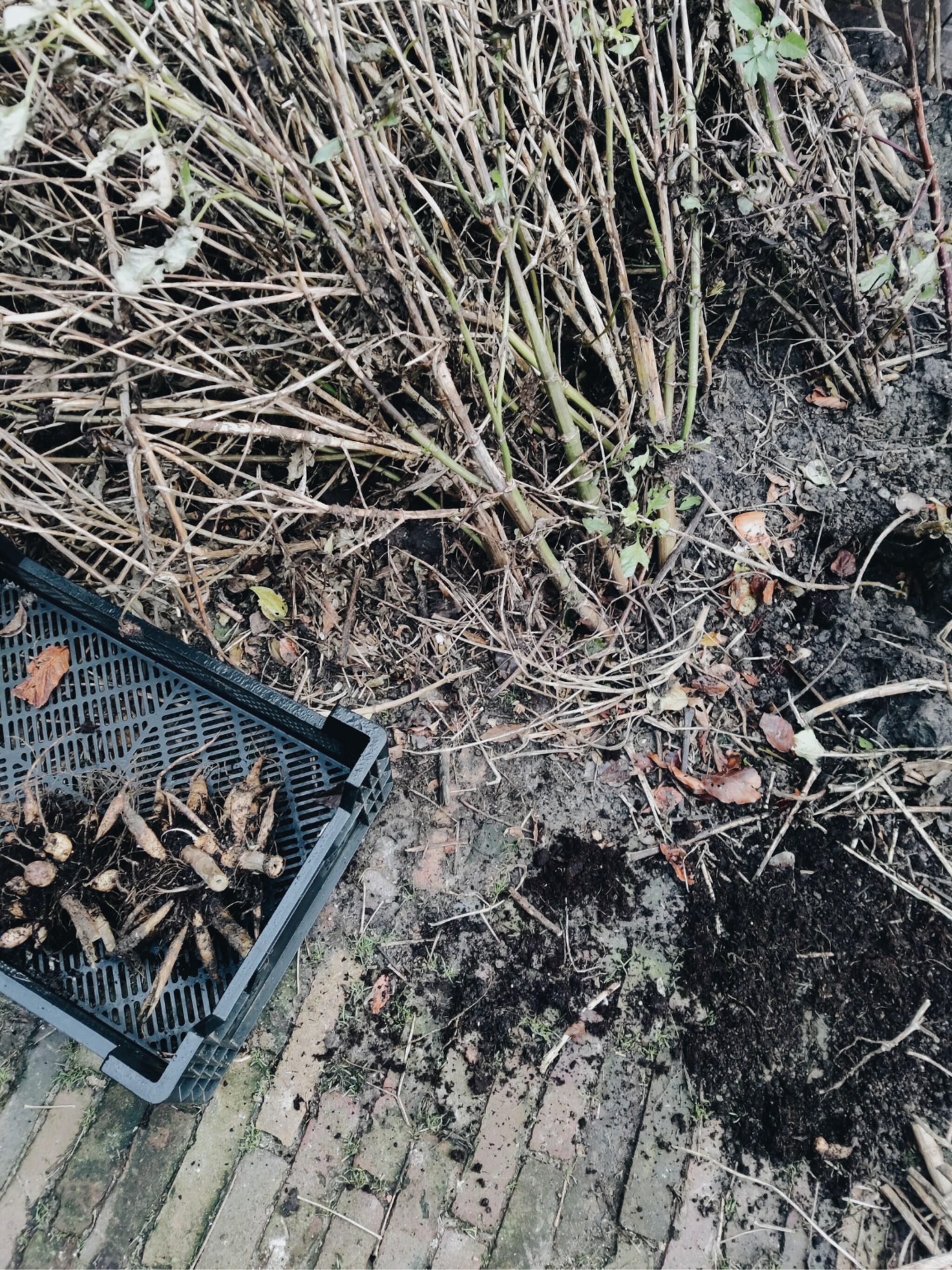 vivian en mark de tuin gaat netjes de winter in