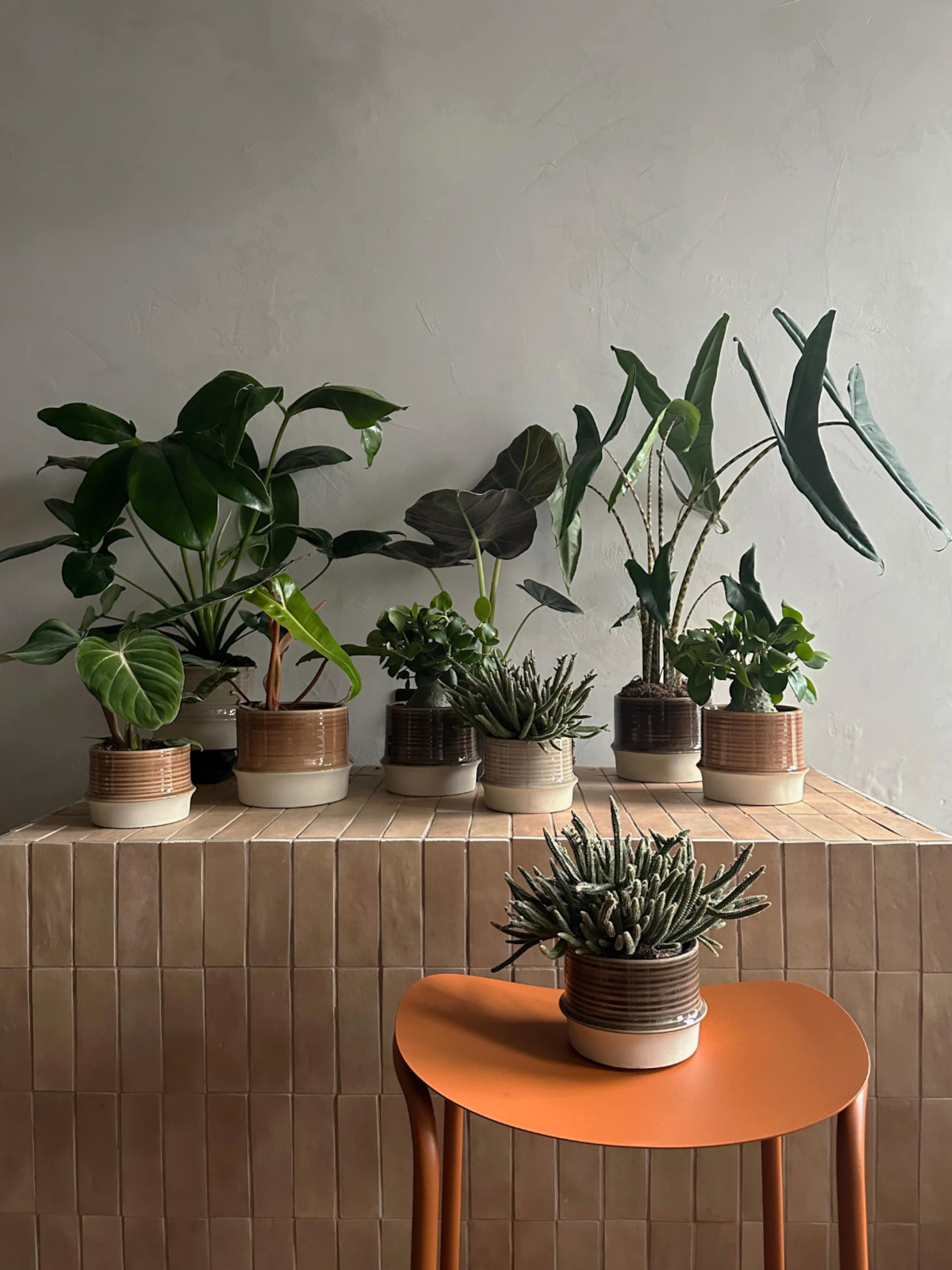 stijlvol groen op naar deze tuincentra voor de nieuwe vtwonen pot en plant collectie