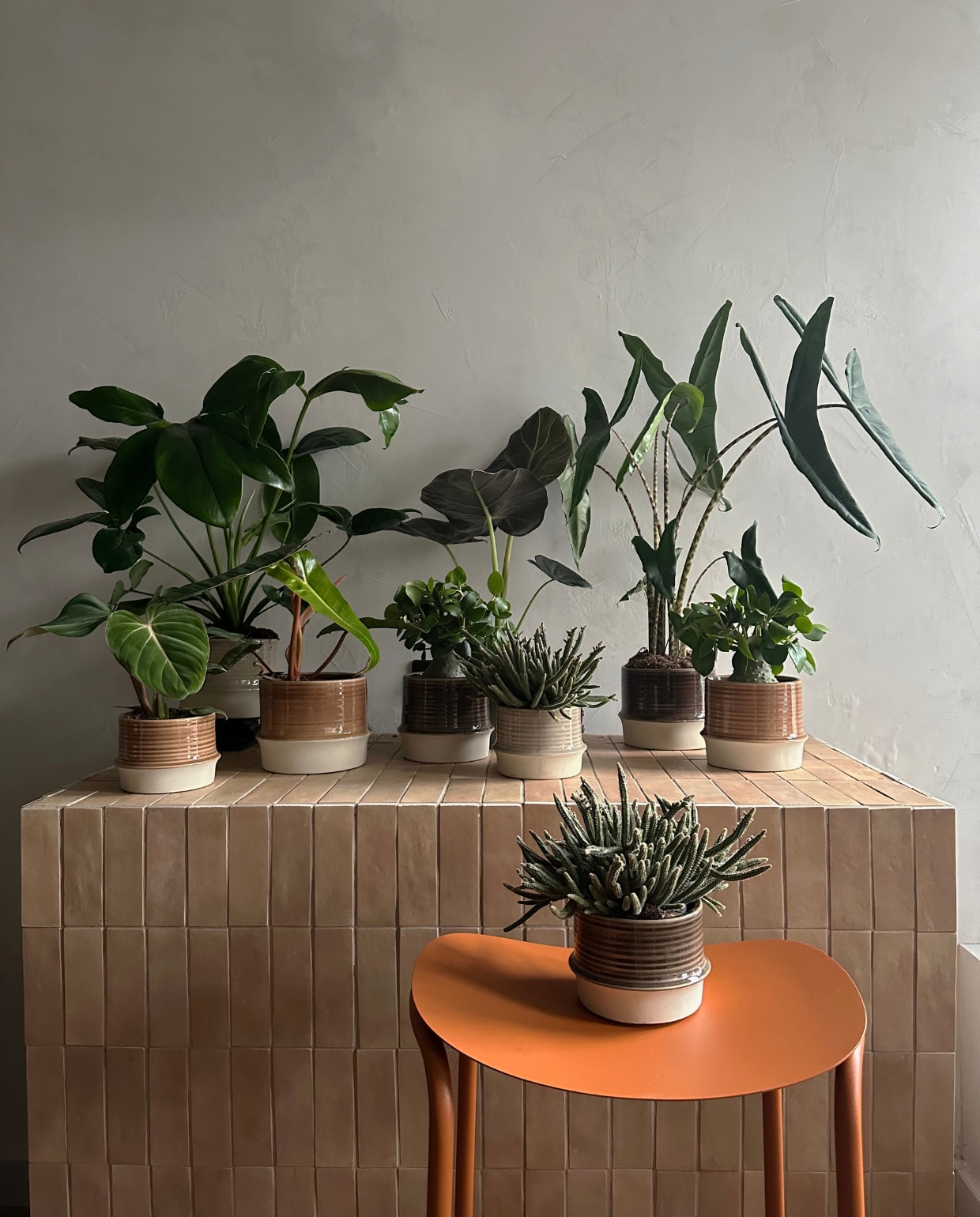 beeld vtwonen Pot &amp; Plant collectie tuincentra