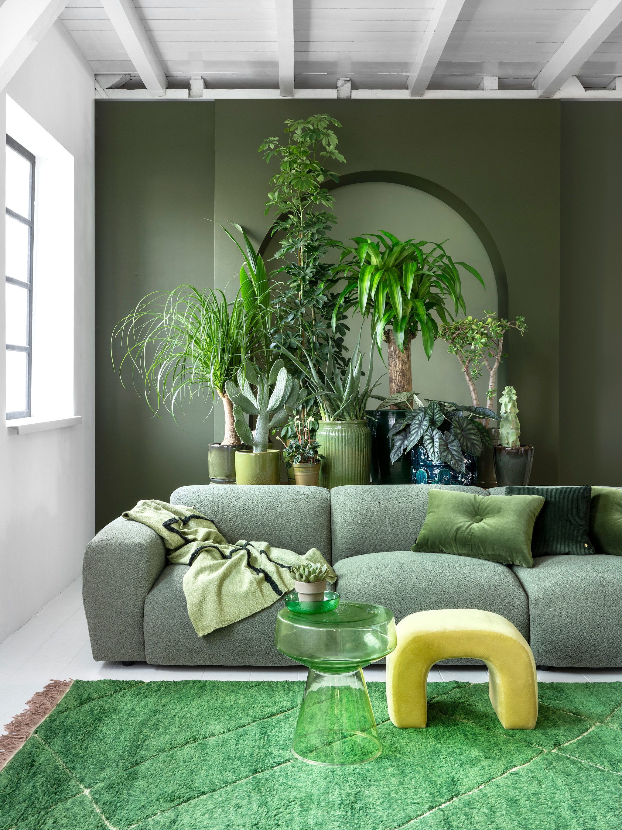 de designer pieces van de plantenwereld 6 bijzondere kamerplanten