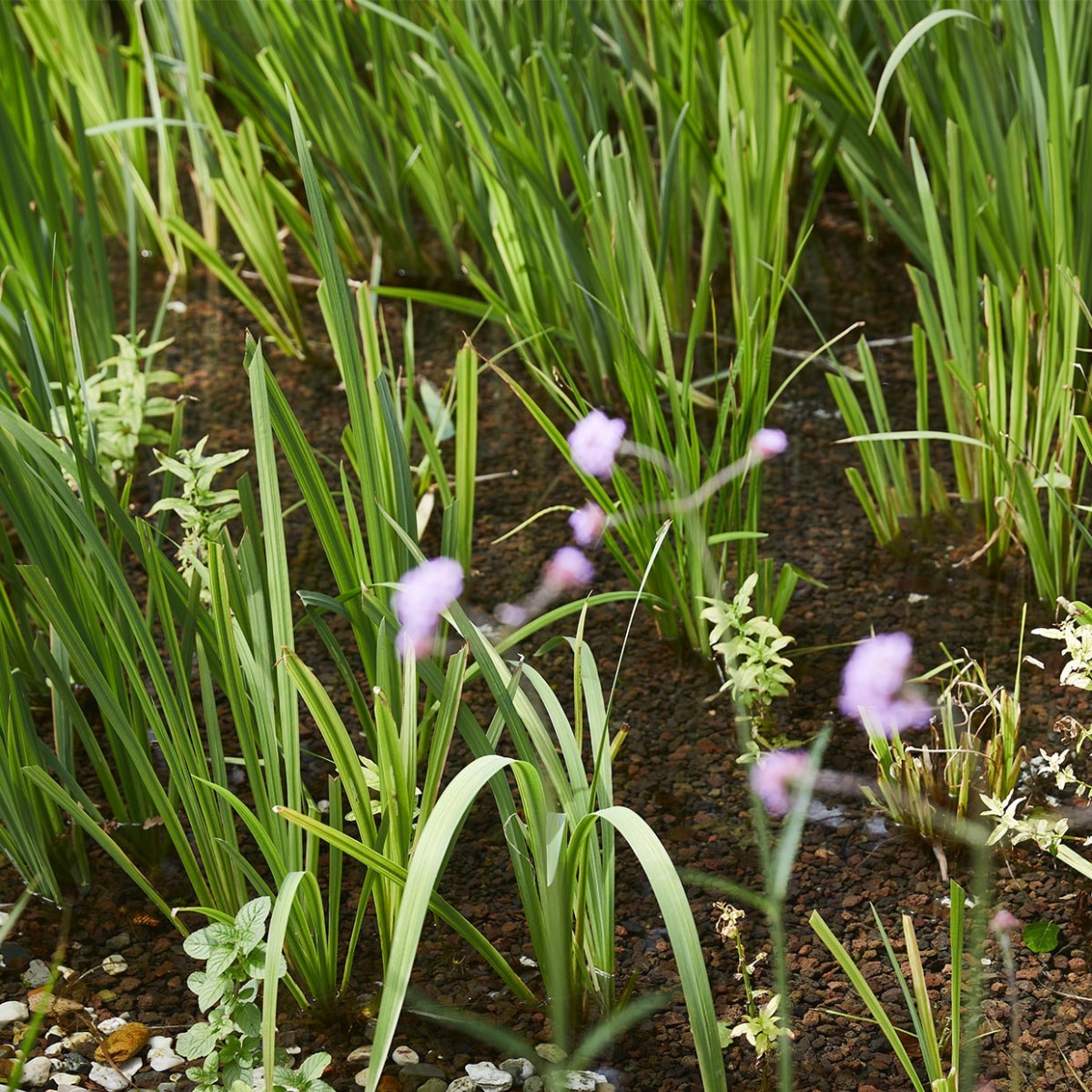 Tuinspecial 	vtwonen special tuin 03 2021 | styling Fietje Bruijn | fotografie Alexander van Berge