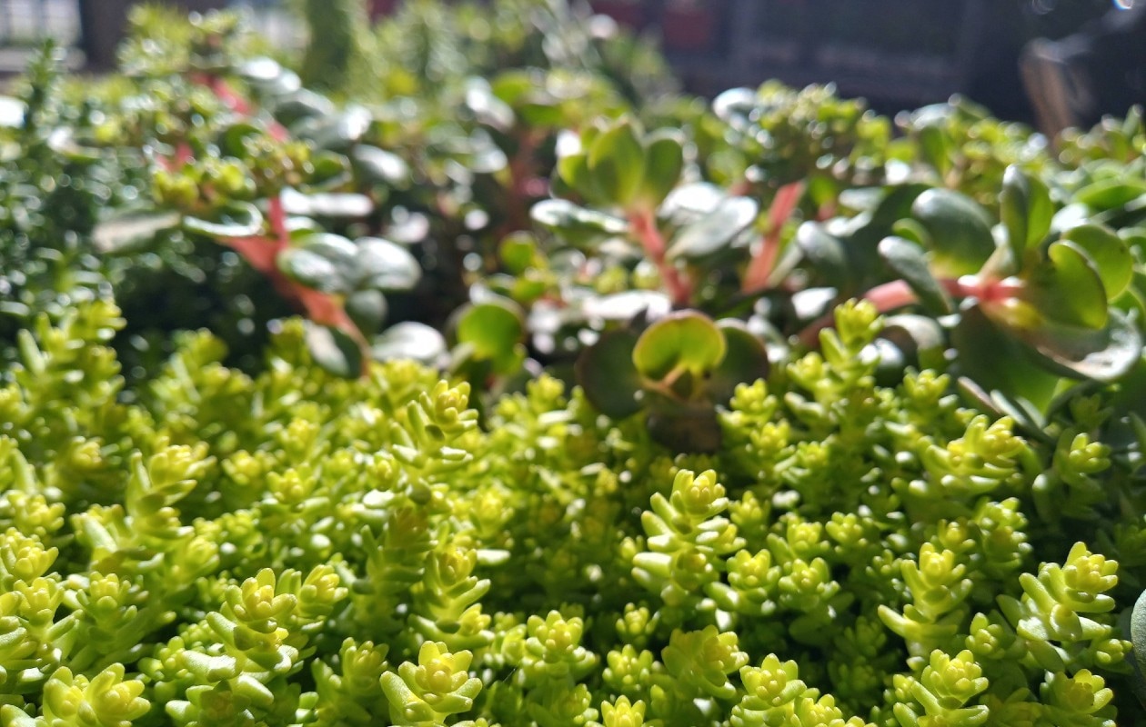 Planten op sedumdak Unsplash