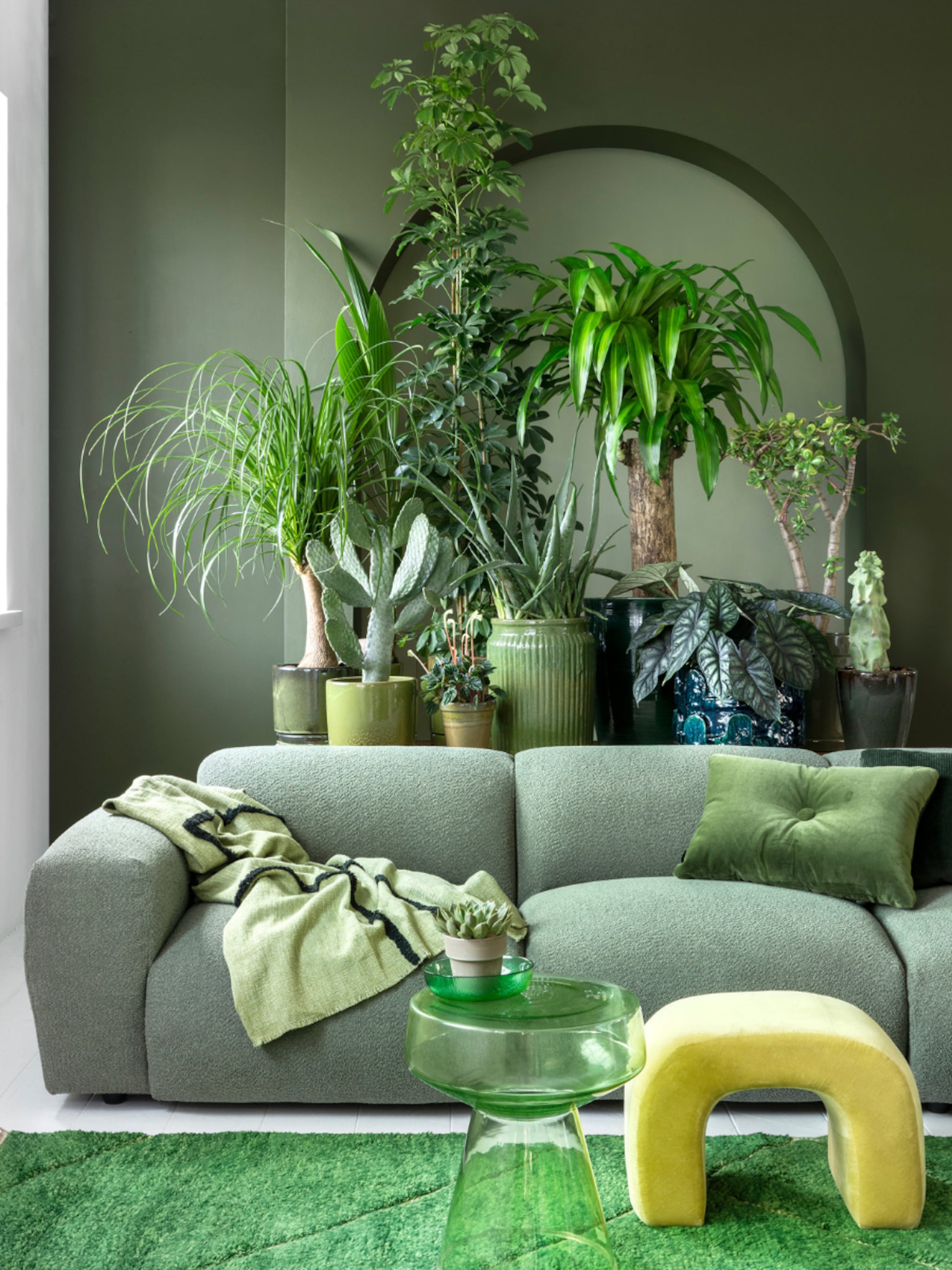 weinig licht deze planten overleven in het donker