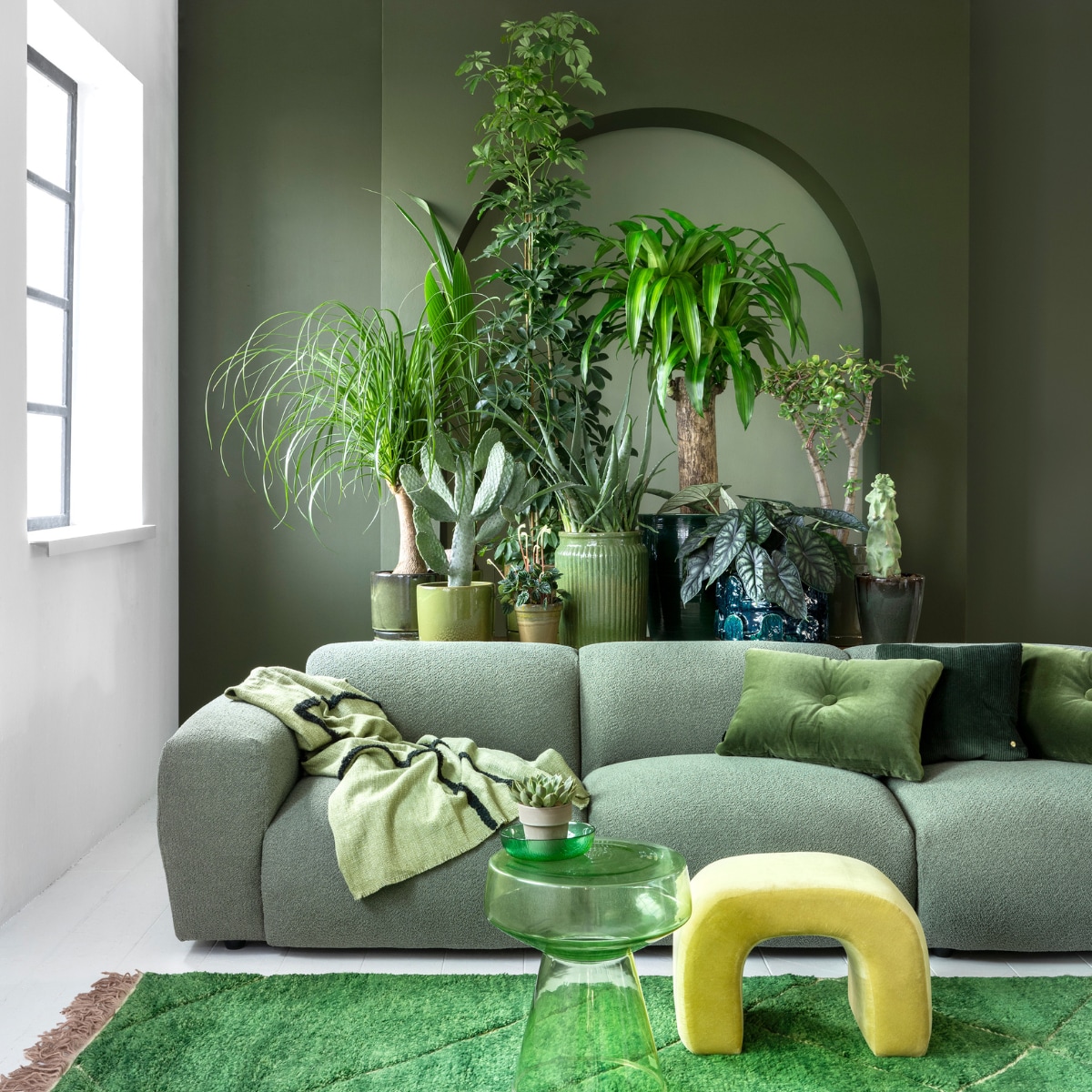 vtwonen 03 2023, groen | Plant en potten v.l.n.r.: plant Beaucarnea € 59,95, pot € 34,95, kokospalm € 14,95, pot € 24,95, cactus € 75,-, pot € 39,95, plant Peperomia € 6,95 , pot € 9,95, plant Schefflera € 100,-, pot € 39,95, plant Aloë Vera € 59,95, pot € 39,95, plant Dracena € 150,- (bydennis.nl), pot € 201,- (loods5.nl), plant Alocasia € 50,- (bydennis.nl), pot € 159,- (loods5.nl), plant Crassula € 75,-, pot € 34,95, cactusplant € 69,95, pot € 39,95 (bydennis.nl). Op bijzettafel: plant € 6,95, pot € 5,95 (bydennis.nl). Donkergroene muurverf nr.76, lichtgroene muurverf in de boog nr. 41 van Lab Paint, per liter € 48,- (vestingh.nl). Bank Cosy, 295x97x70 cm (bxdxh) € 3238,-, ribfluwelen kussen € 79,- (loods5.nl). Vloerkleed van HKliving, 280x180 cm € 1295,-, glazen bijzettafel van HKliving € 229,-, plaid van HKliving € 74,95, glazen kom van HKliving € 5,99, velours kussen van Hay € 95,- (vtwonen.nl). Gele fluwelen kruk € 249,- (urbannatureculture.com). vtwonen 03 2023 | styling Marianne Luning | fotografie Stan Koolen