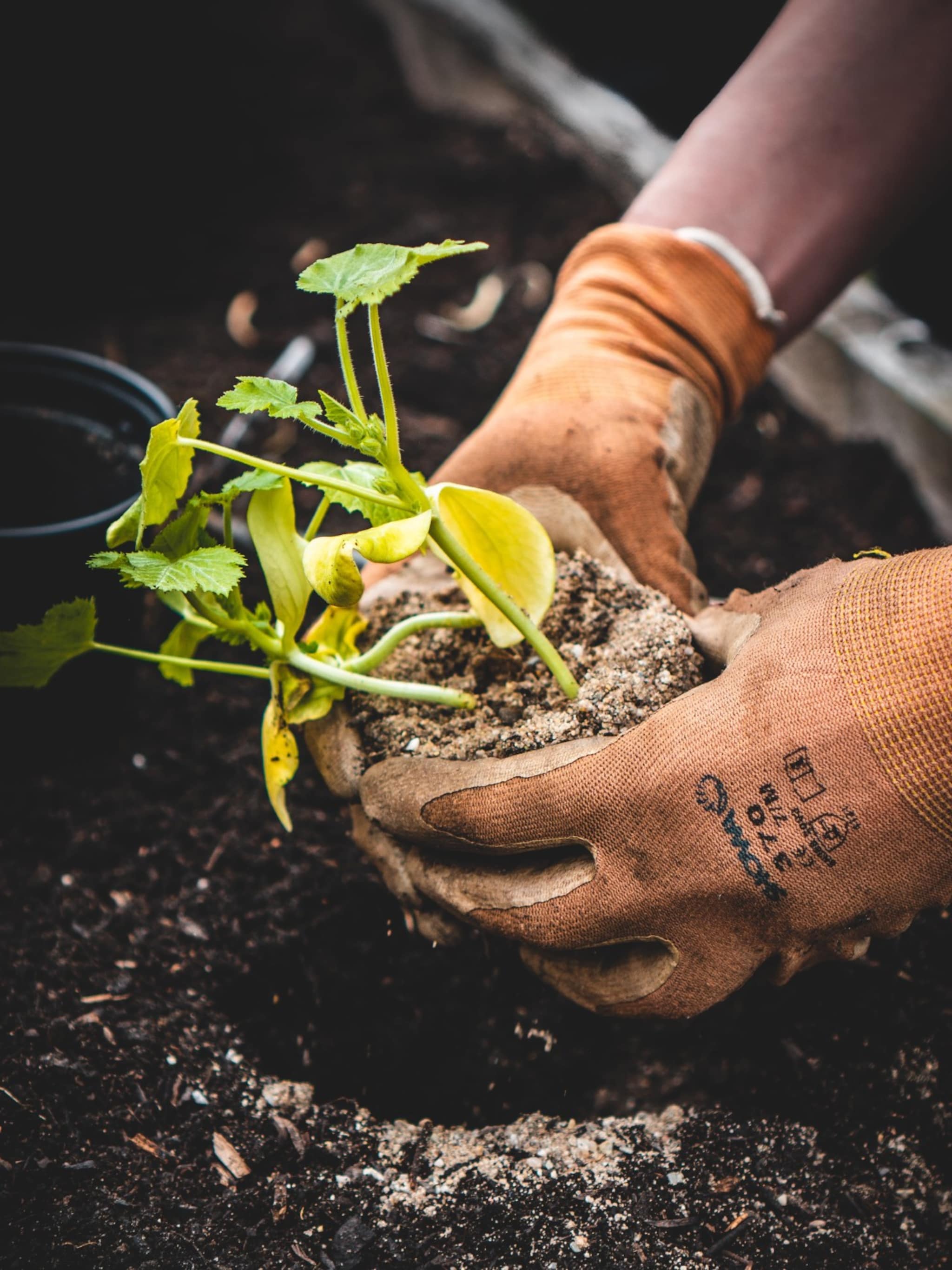 een tuin vol favorieten zo kun je vaste planten stekken