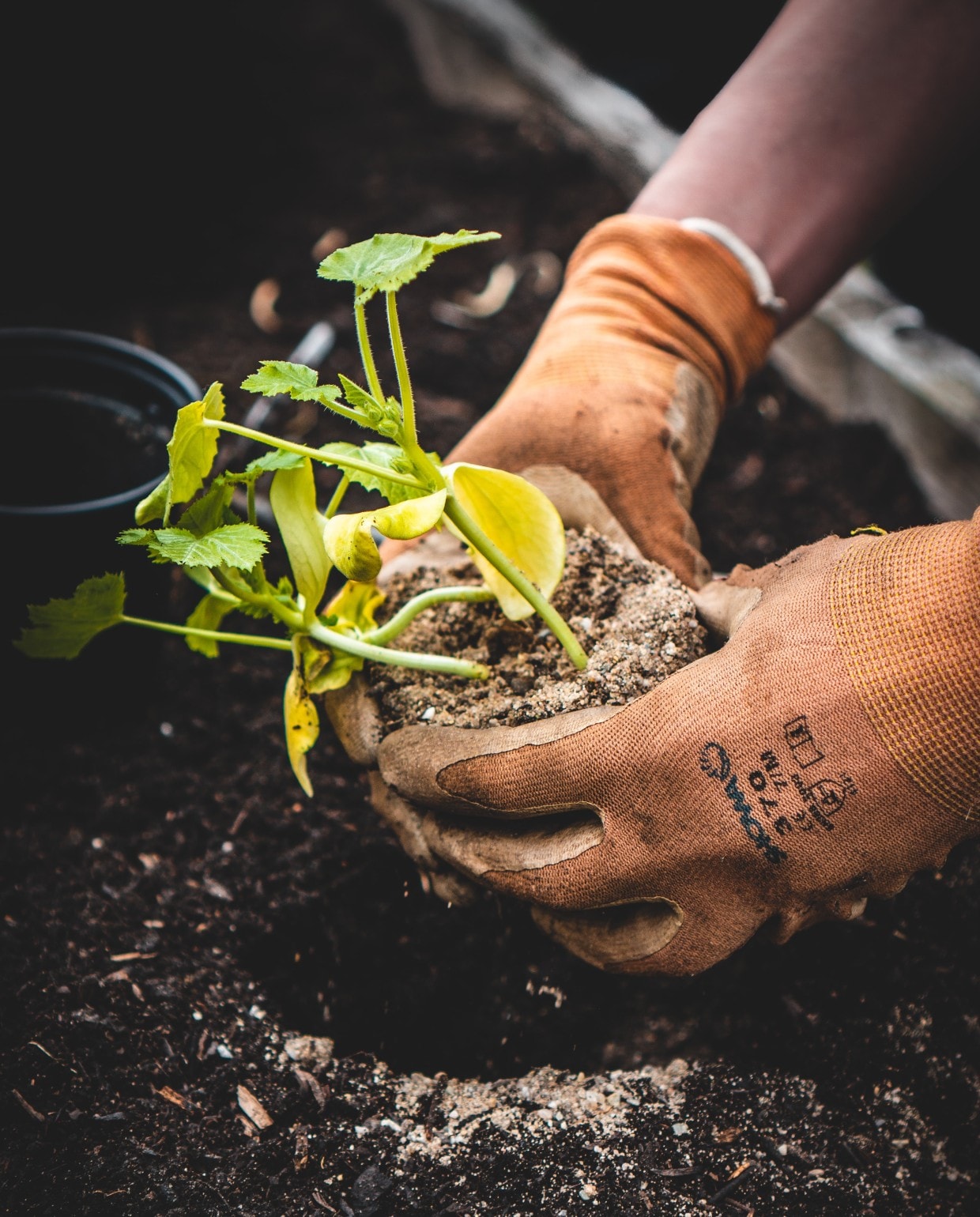 vaste planten stekken in de tuin Unsplash