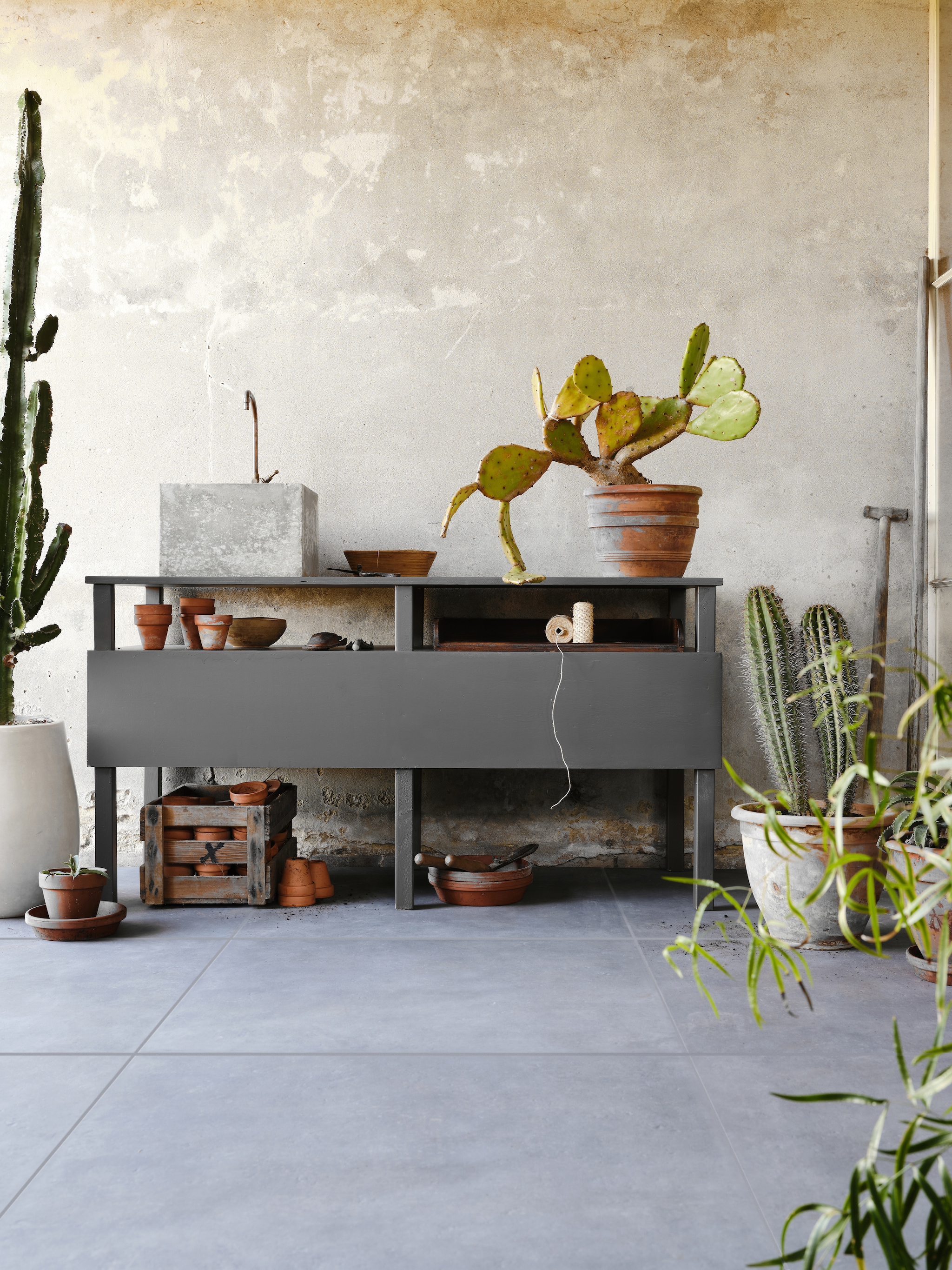 stekelig en exotisch de bekendste cactussoorten op een rij