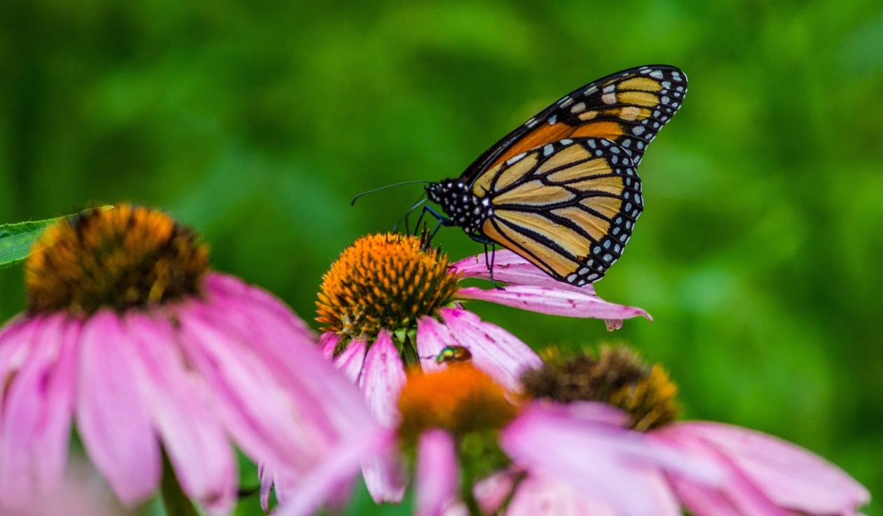 vlinders lokken in de tuin Unsplash