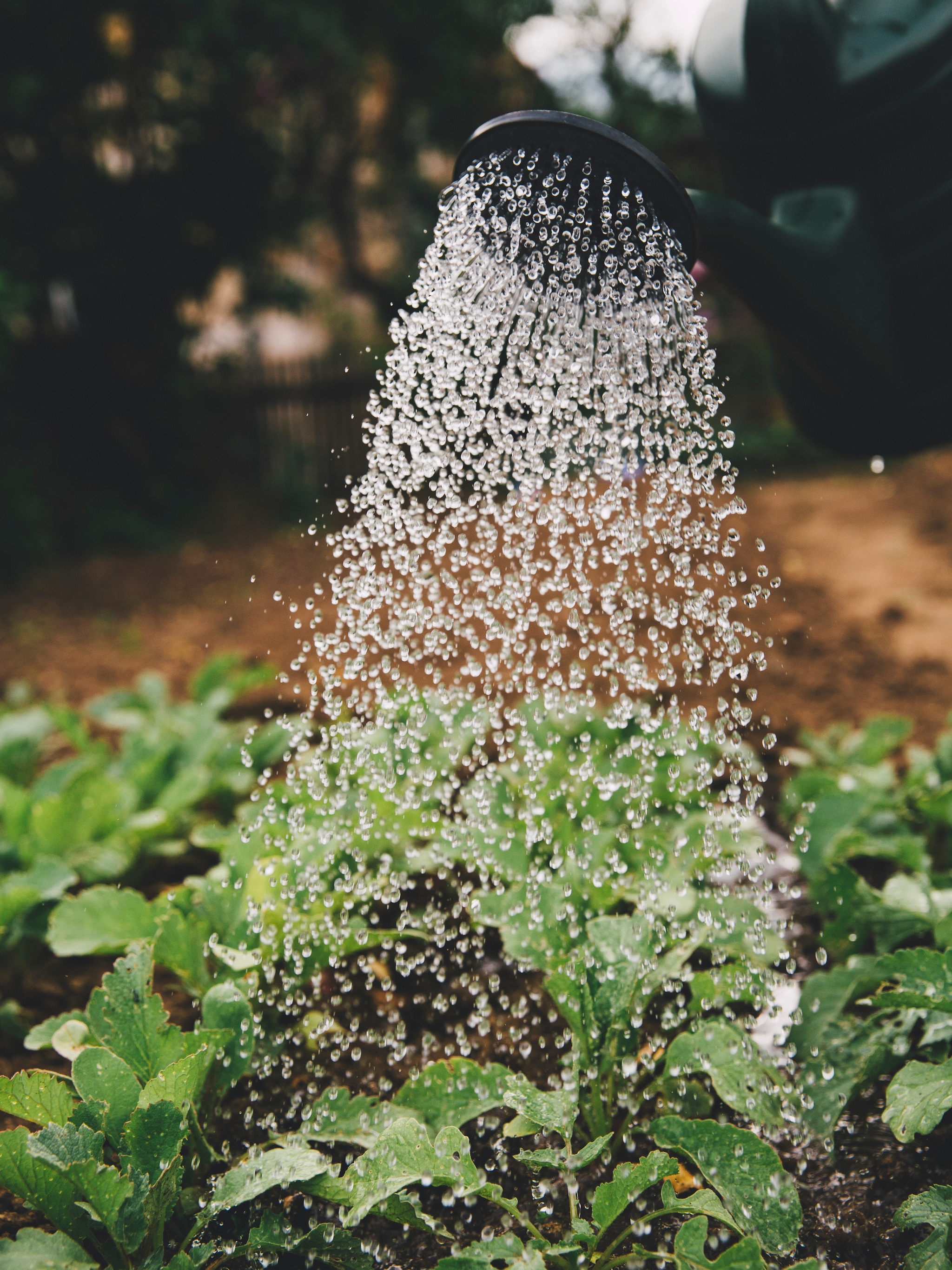 op deze manieren kun je planten in de tuin slim en zuinig water geven