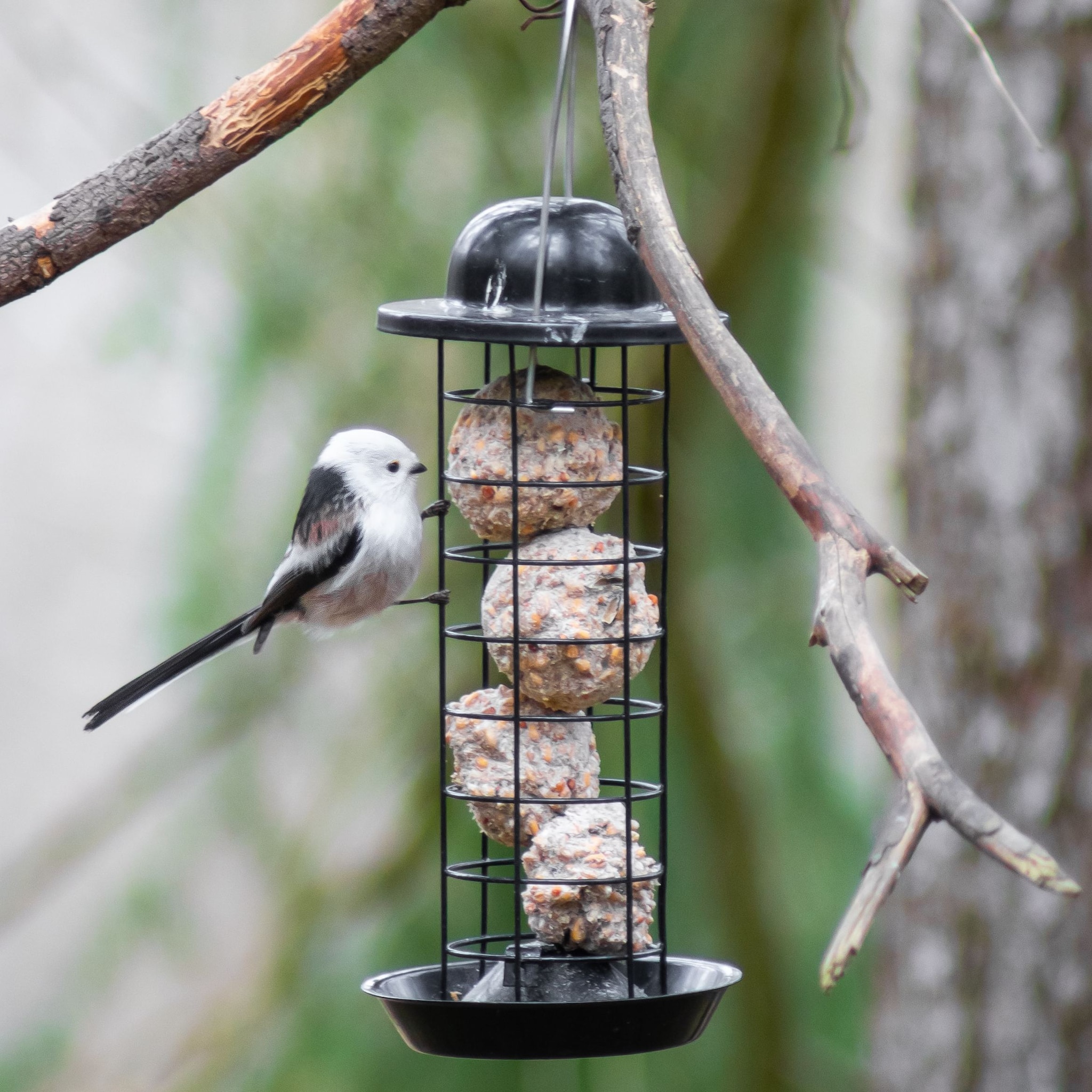 Vetbol voor vogels ophangen Unsplash