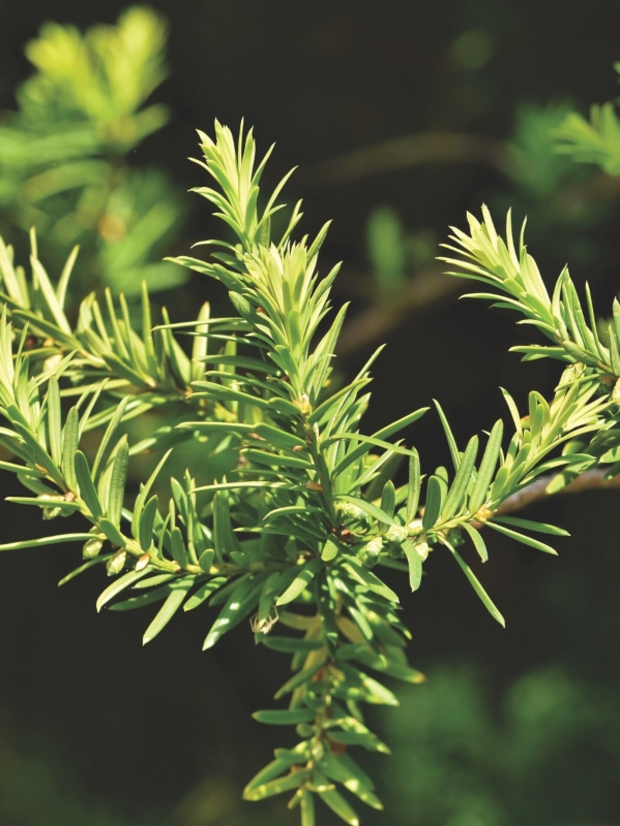 hele jaar door een groene haag dit is de beste tijd om een taxus te planten