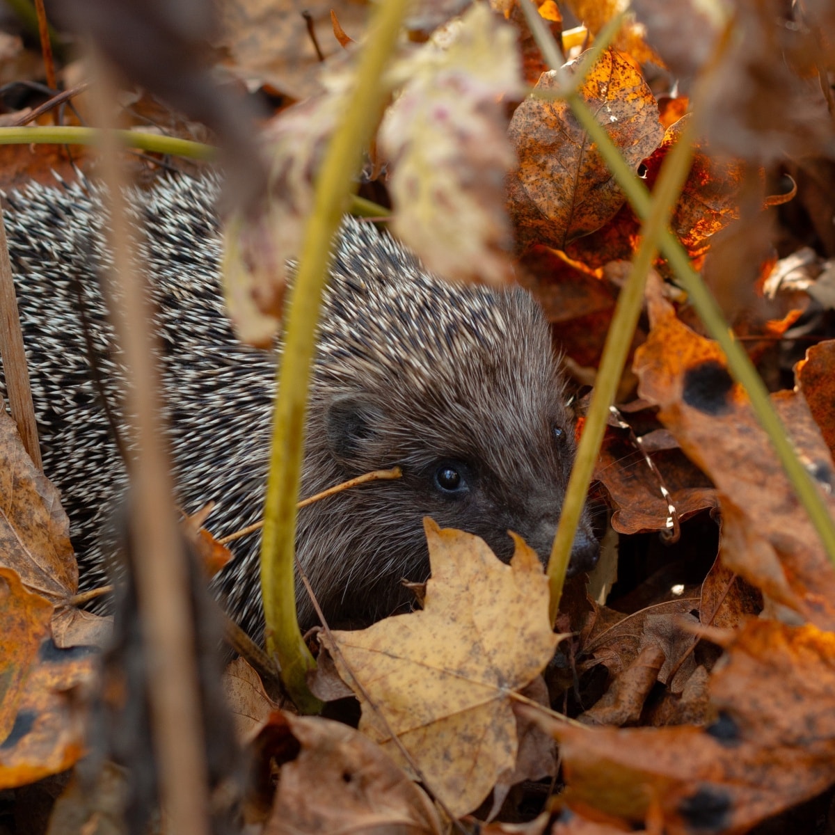 Egels vinden het fijn tussen de bladeren in de tuin Unsplash