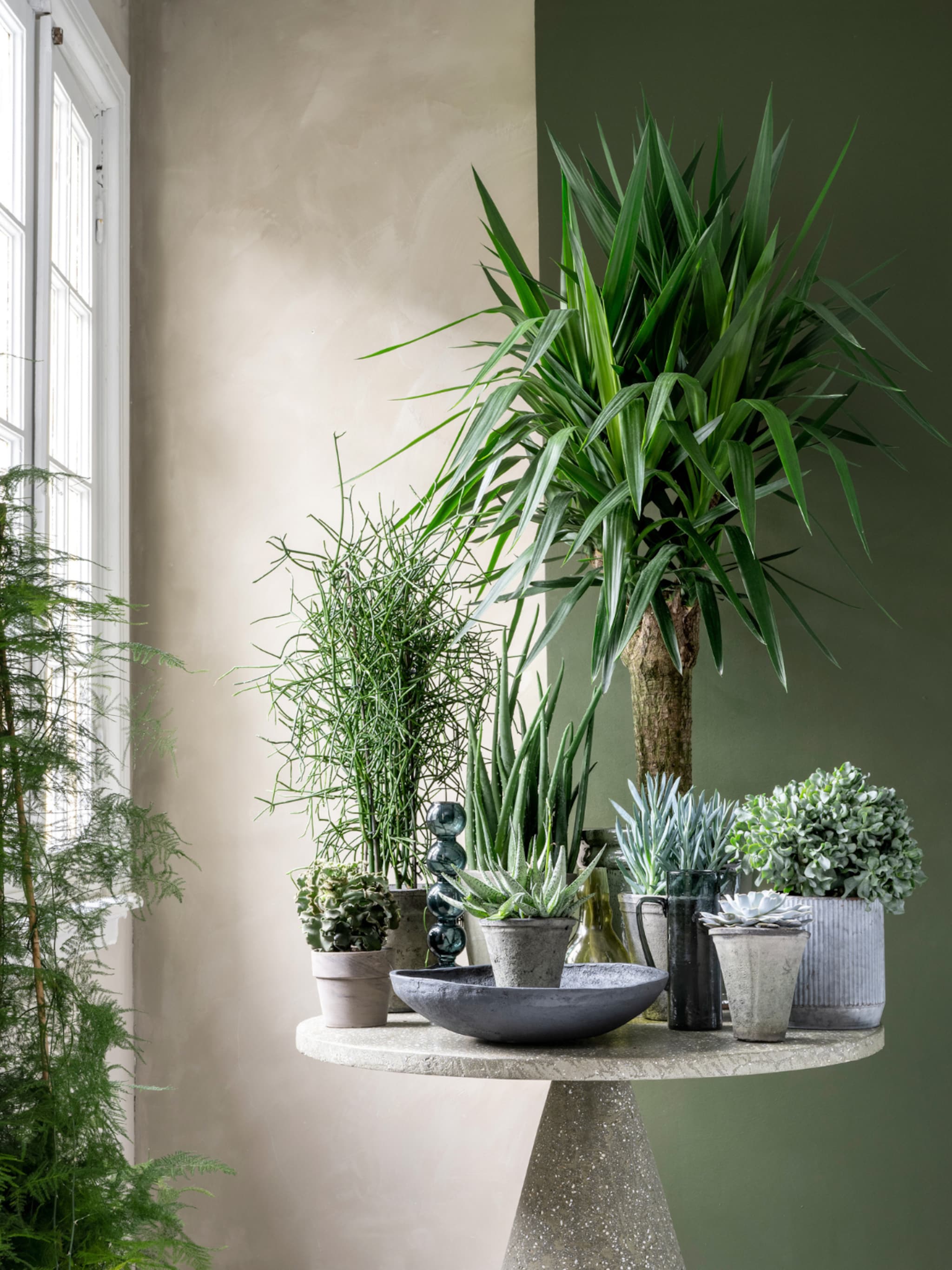 voor de plantaholics deze miniplanten wil je en kunnen er heus nog wel bij
