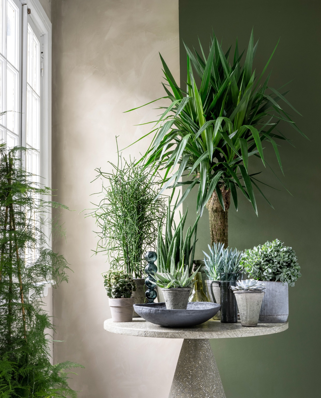 vtwonen 03 2023, groen | Planten en potten op tafel v.l.n.r.: vetplant € 6,95, pot € 4,95, potloodplant € 39,95, pot € 34,95, plant Aloë Vera € 29,95, pot € 34,95, plant vooraan Haworthia Pentagona € 10,95, plant Yucca XXL € 195,-, pot € 100,-, plant voor Yukka Senecio curio € 9,95, pot € 49,95 (loods5.nl), plant Echeveria € 9,95, pot € 9,95, plant Crassula € 24,95, pot € 17,95, plant bij het raam Asparagus € 39,95 (bydennis.nl). Lichtgroene muurverf Fresco in Sand Storm, 1 liter € 57,75 (pure-original.com). Donkergroene muurverf in nr. 76 van Lab Paint, 1 liter € 48,- (vestingh.nl). Microcement tafel, 100x75 cm (Øxh) € 1799,- (lanena-home.com). Glazen kandelaar € 39,95, glazen kan € 90,80, zwarte papier-maché schaal € 69,95 (urbannatureculture.com). vtwonen 03 2023 | styling Marianne Luning | fotografie Stan Koolen