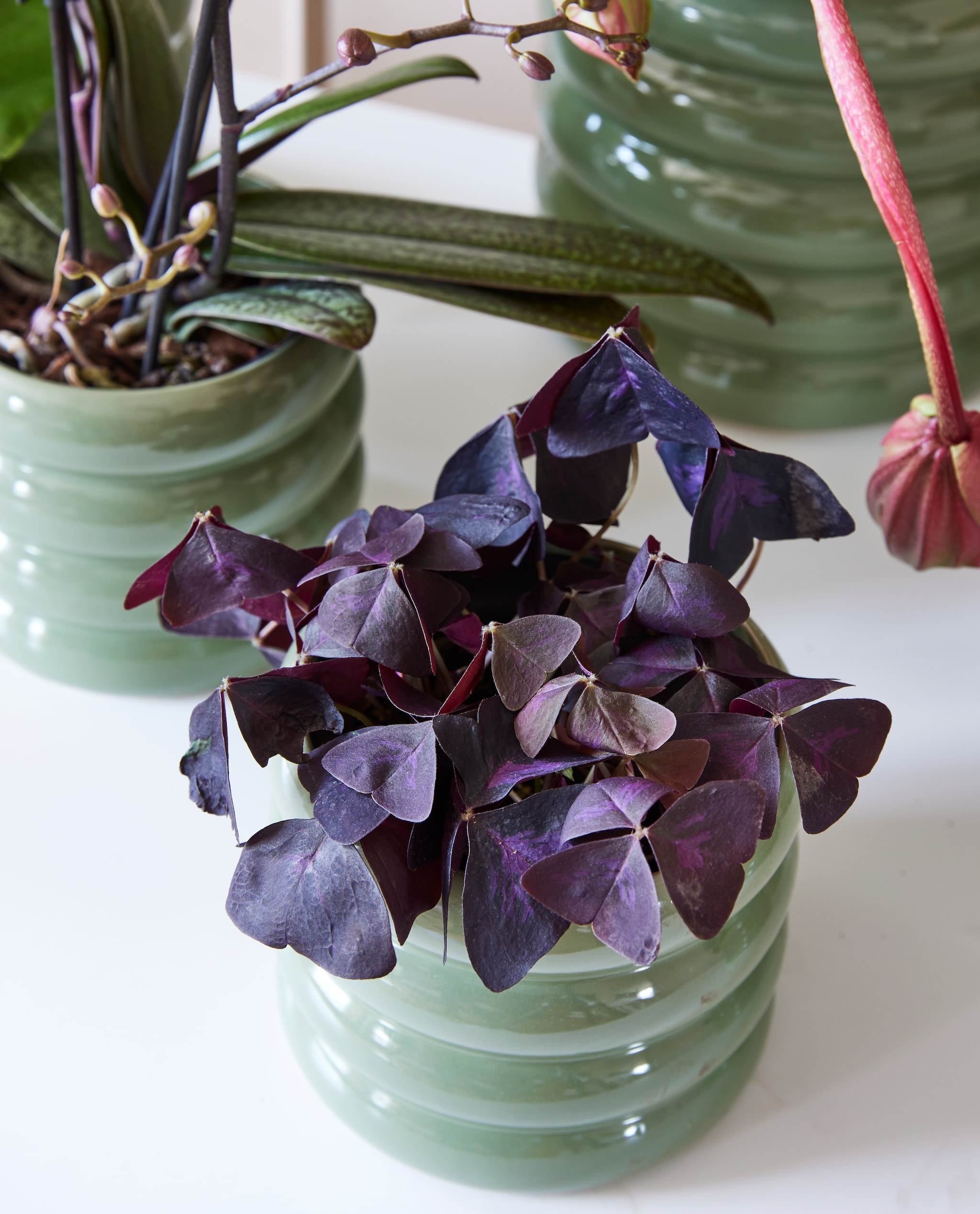vtwonen pot &amp; plant collectie 03-2023 vtwonen pot &amp; plant collectie 03-2023 | styling Marianne Luning | fotografie Alexander van Berge