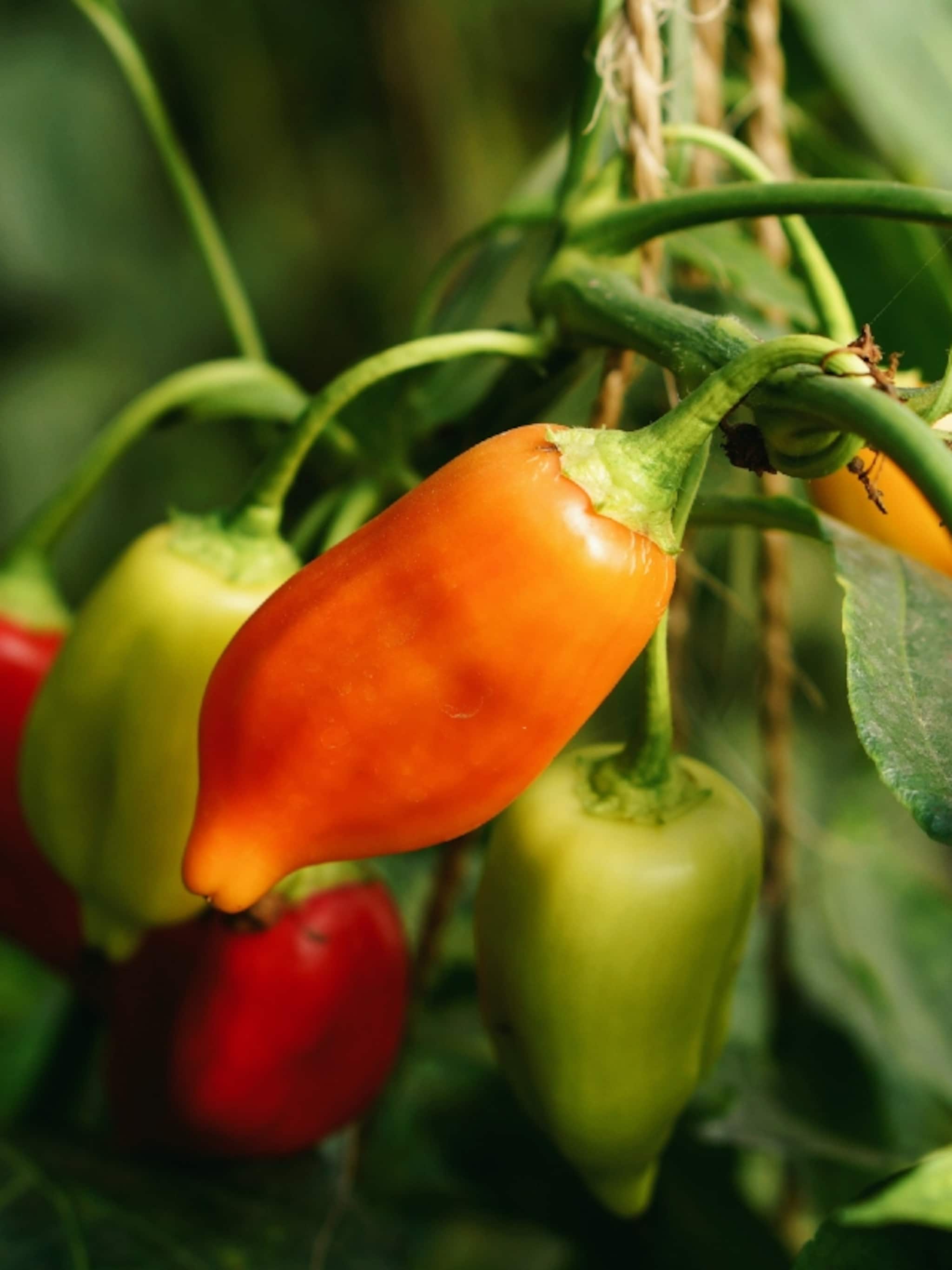 ontdek hoe je zelf paprika en peper kunt zaaien en kweken