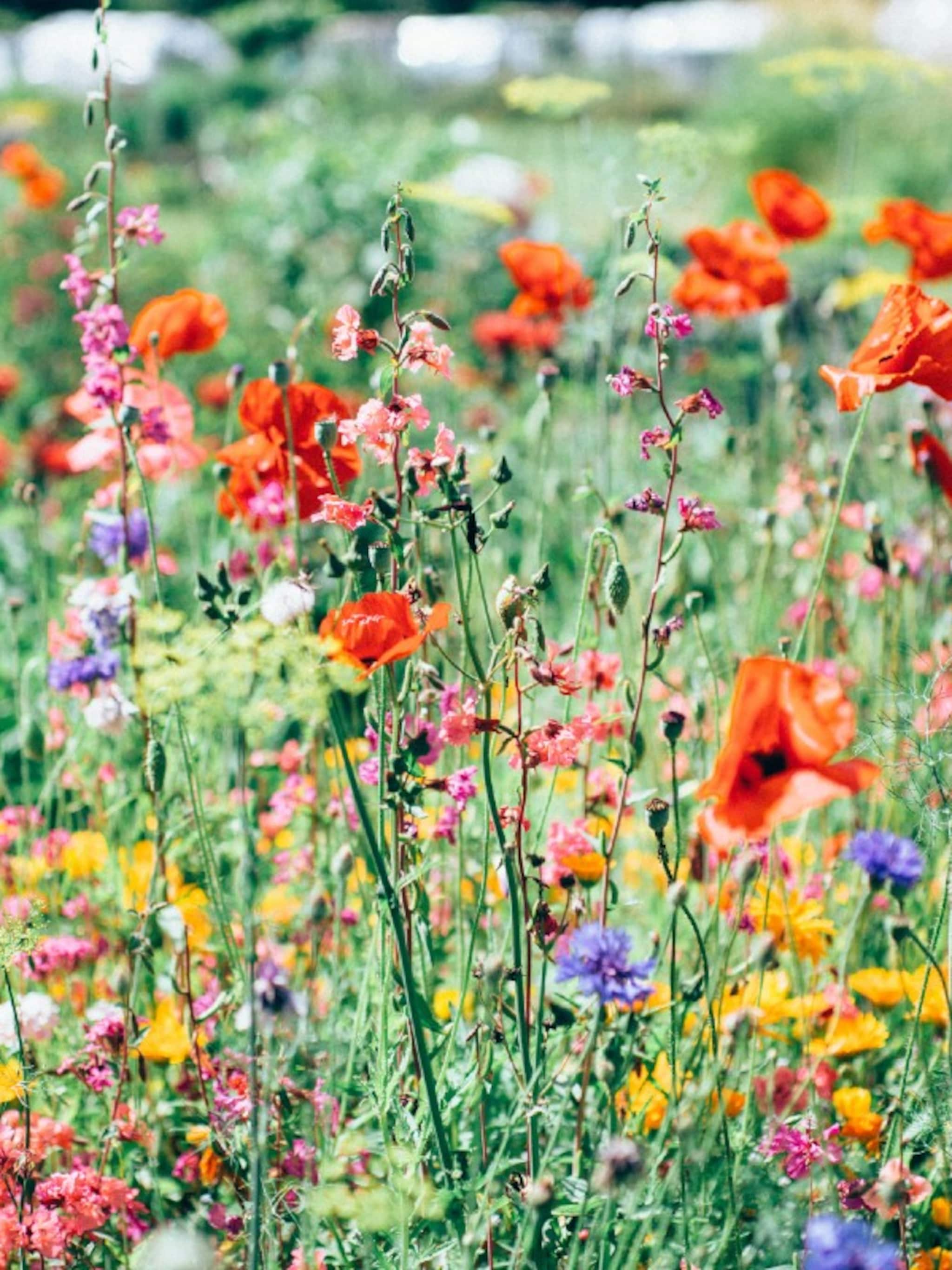 start je eigen pluktuin door een bloemenweide te zaaien