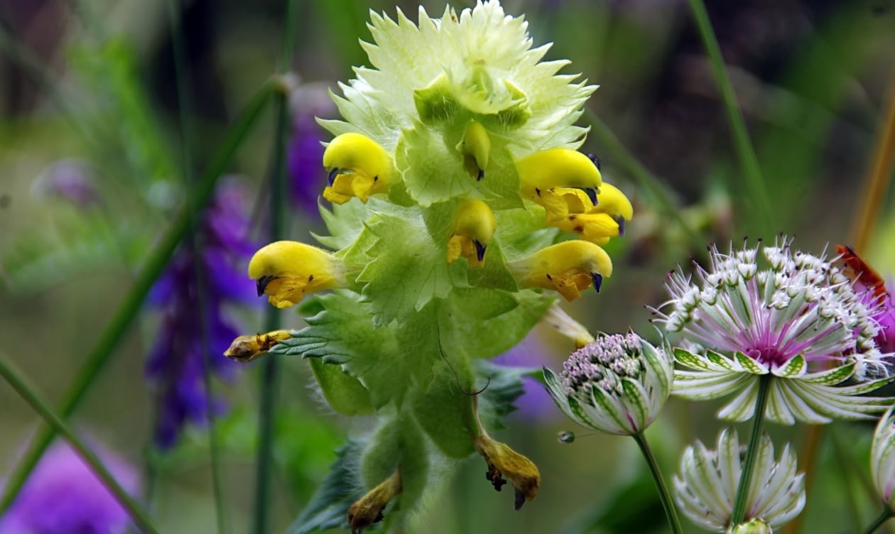 De kleine ratelaar is een ideale plant voor in een bloemenweide met bestaand gras. Pixabay