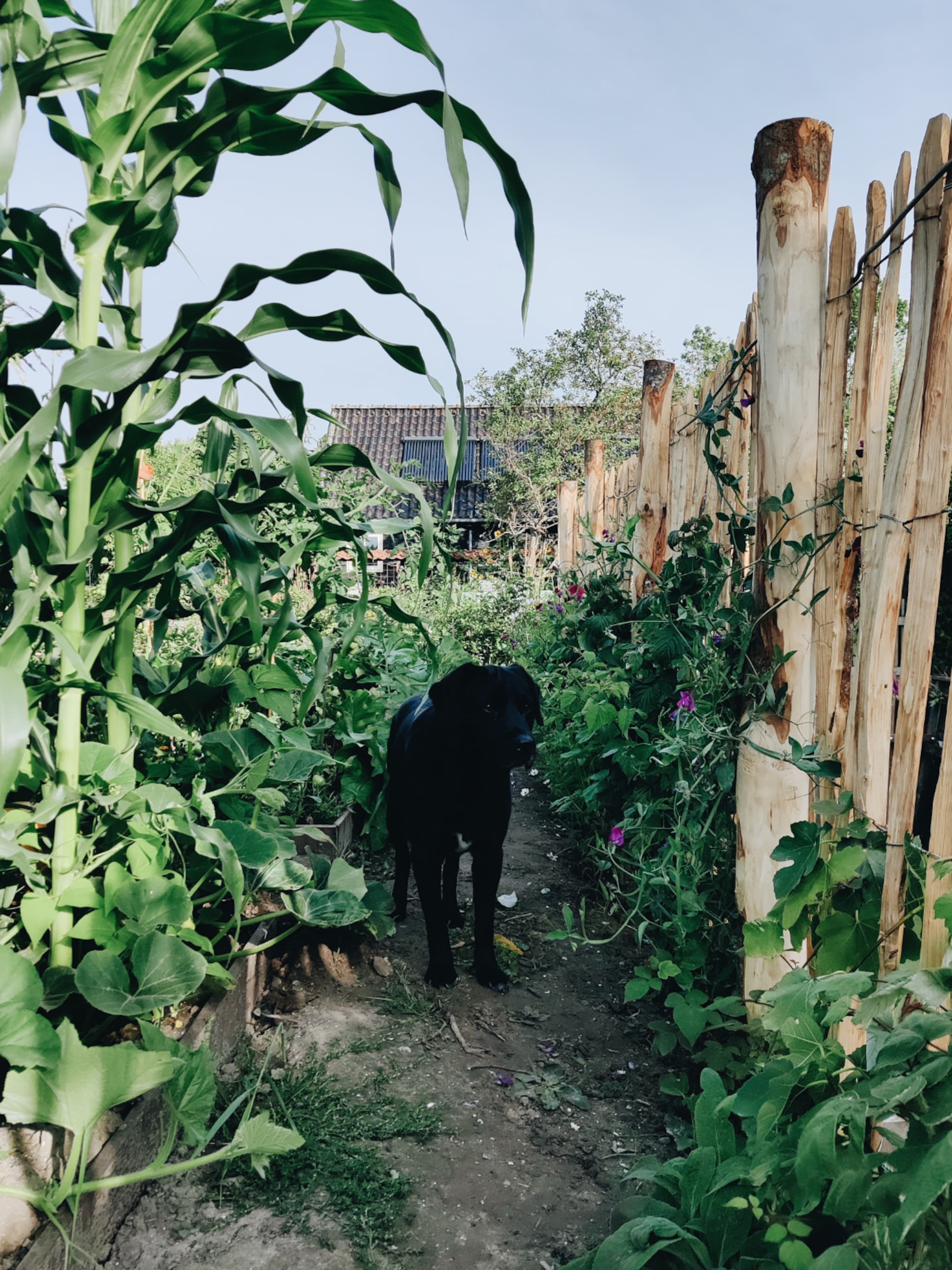 waf buitenspelen de tuin hondvriendelijk maken doe je zo