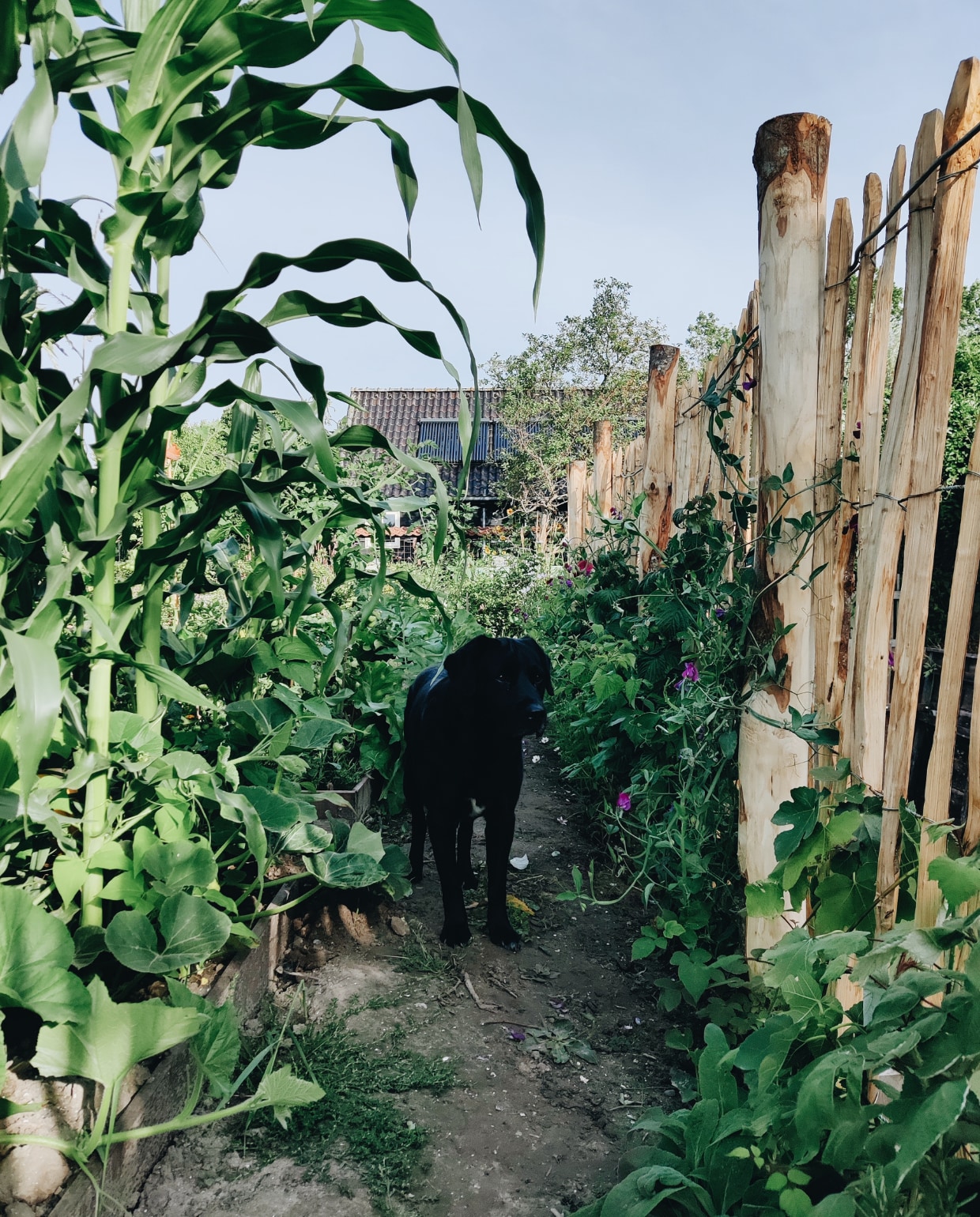 Hond in de tuin van tuinspecialisten Vivian Hoebe en Mark Mulder. Vivian Hoebe en Mark Mulder