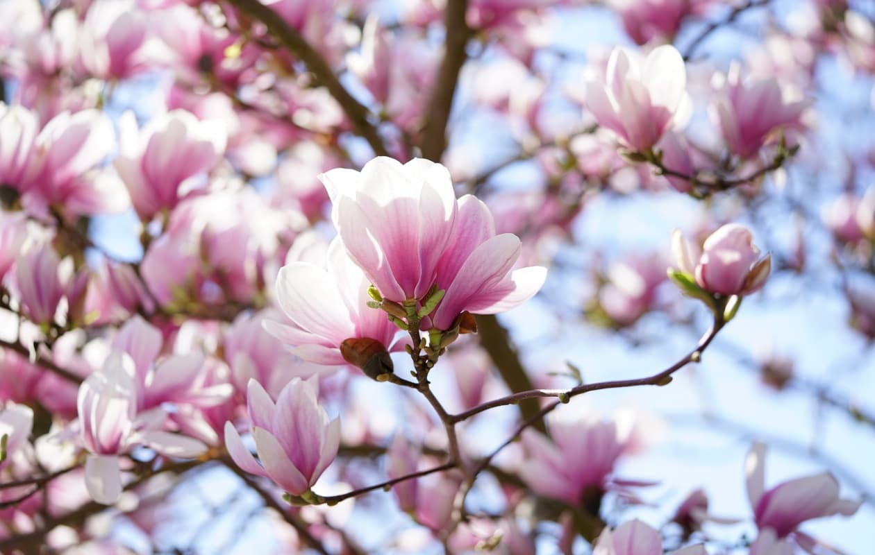 Magnolia. Pixabay