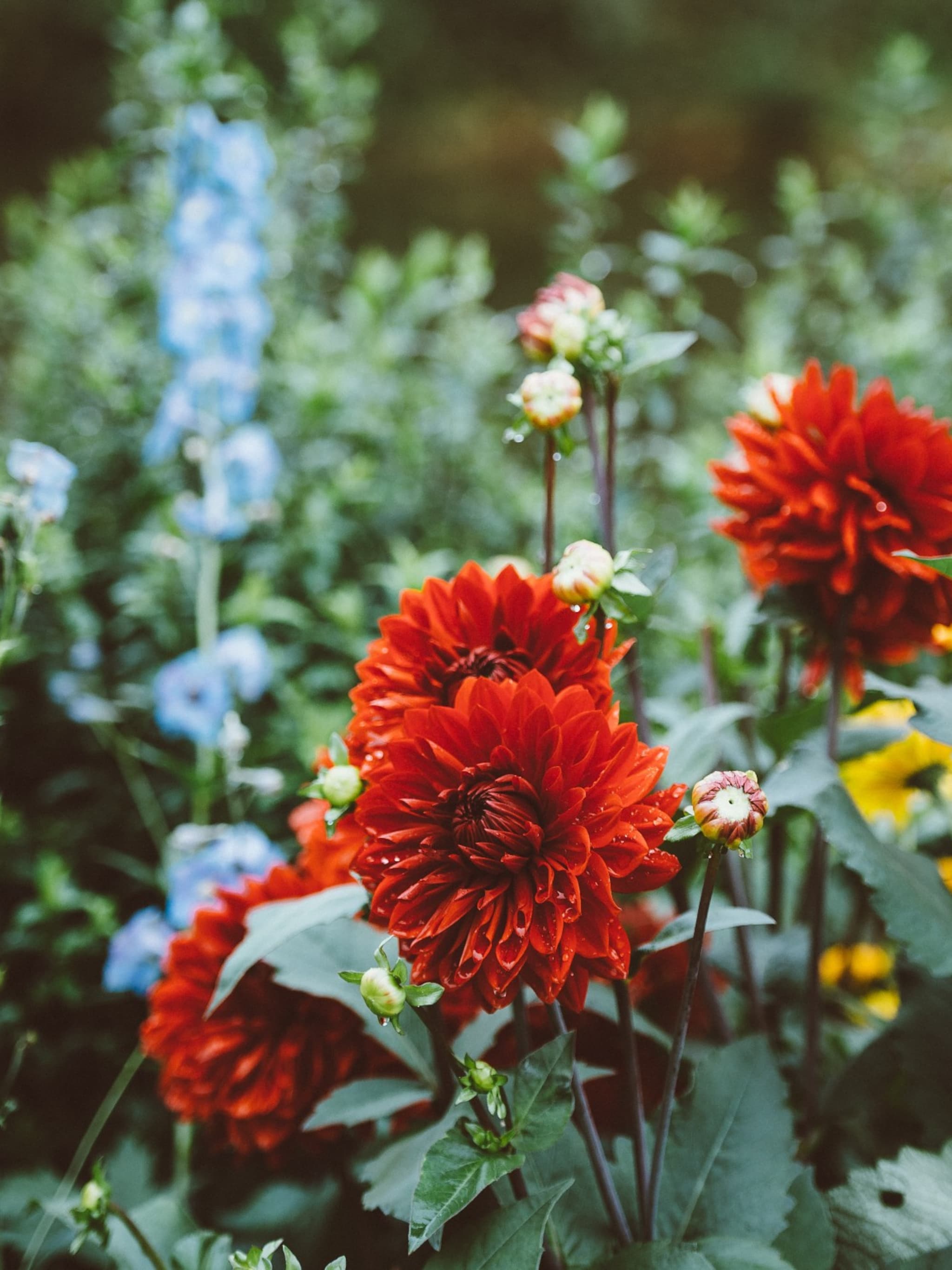goed plan zo stel je een beplantingsplan voor de tuin samen