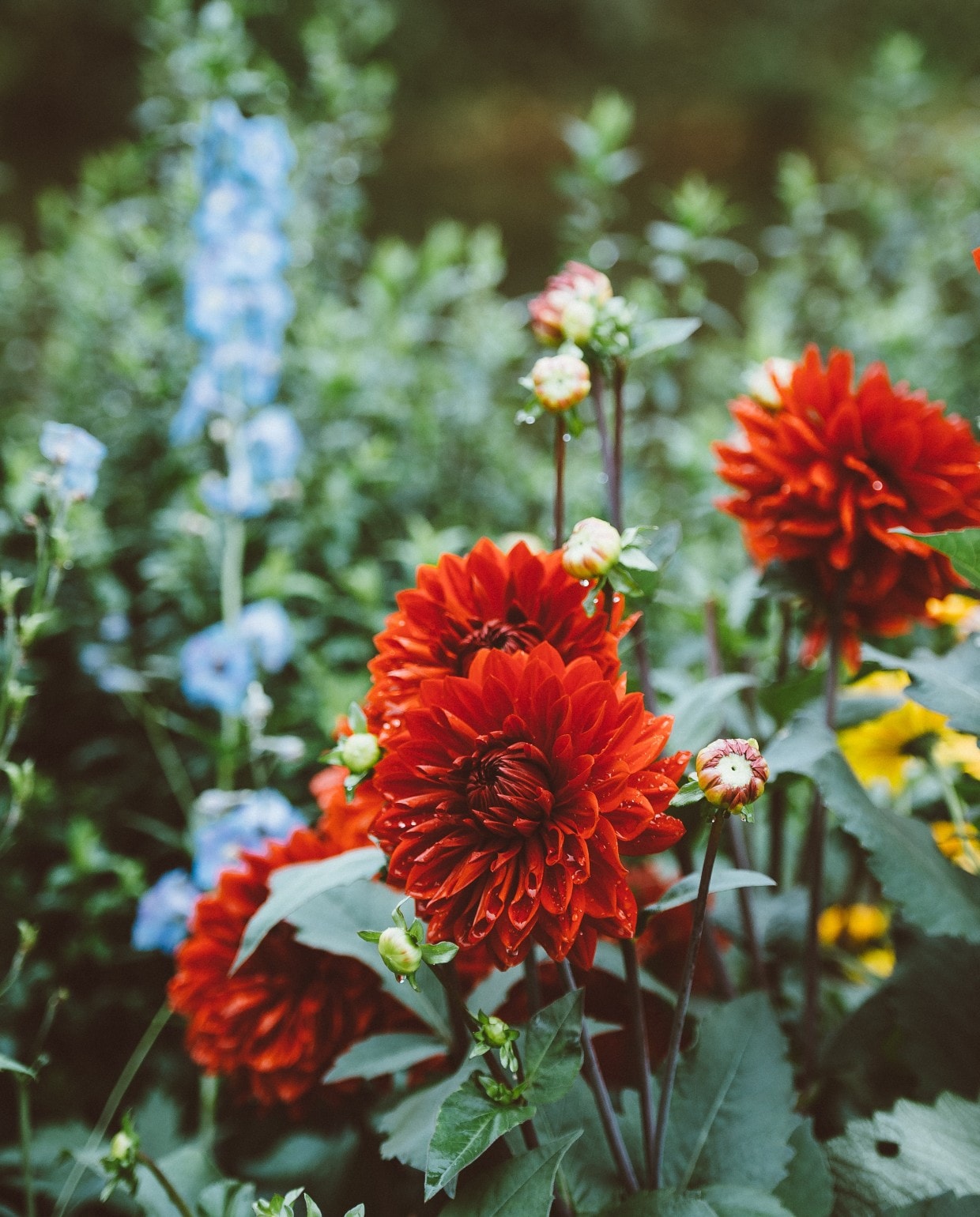 Beplantingsplan met kleurrijke border Unsplash