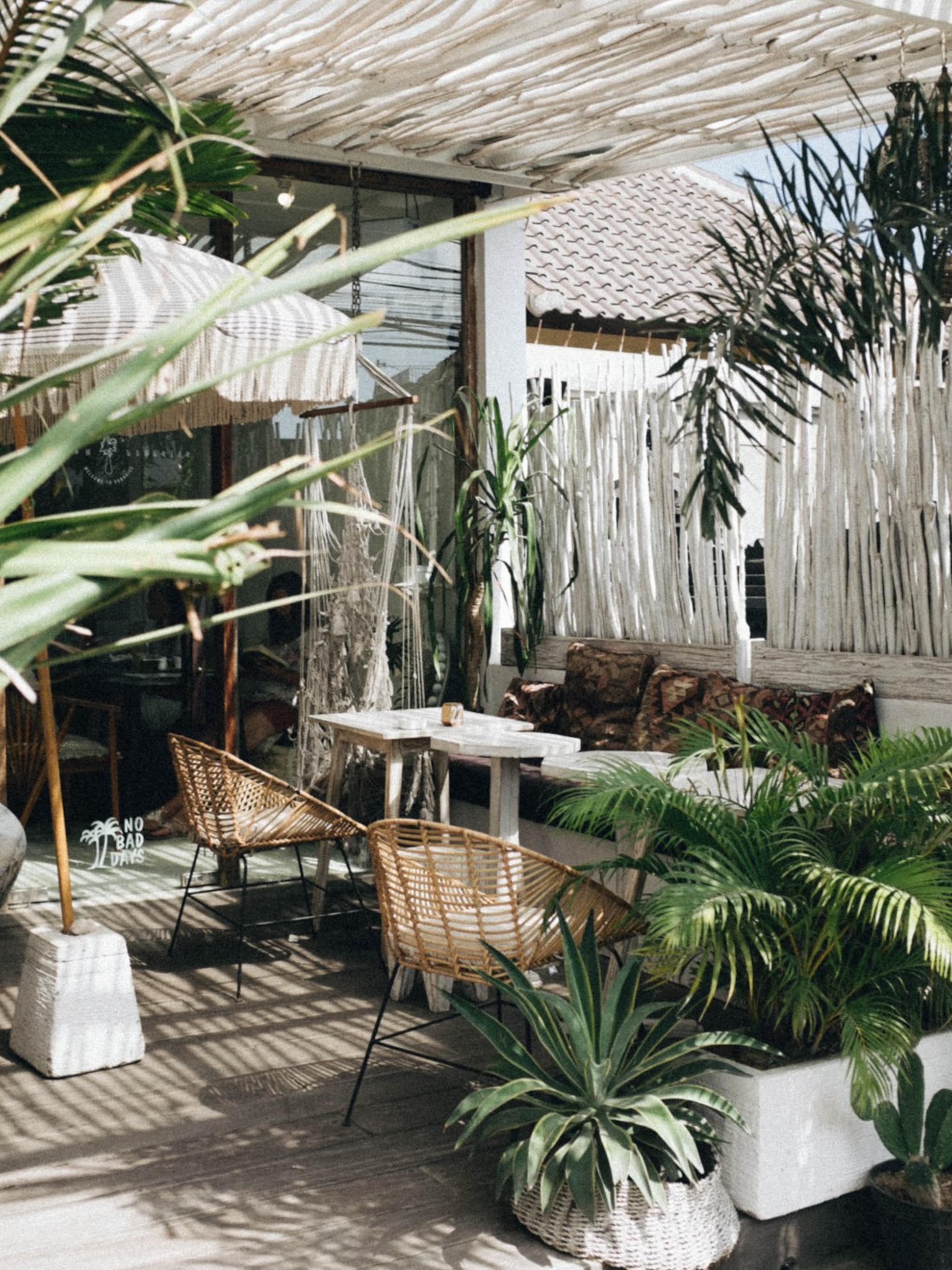 deze tropische planten zijn winterhard en daarom ideaal in een mediterrane tuin