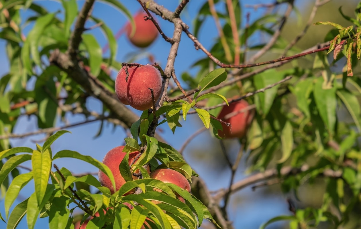 Perzikboom Pixabay