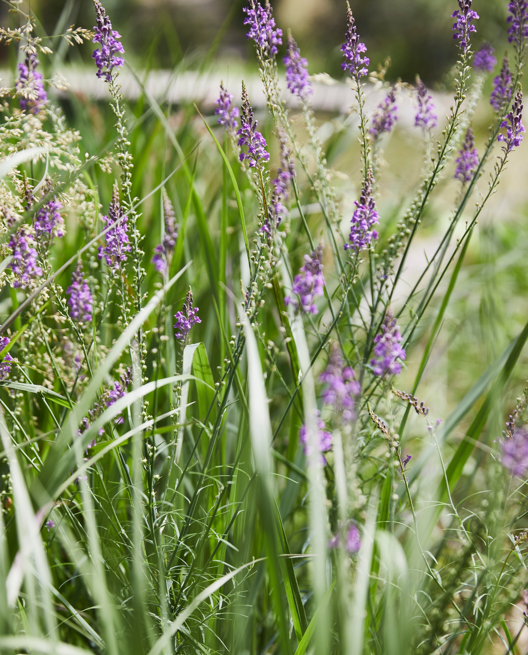 vtwonen tuin special 03-2021 | styling Fietje Bruijn | fotografie Alexander van Berge