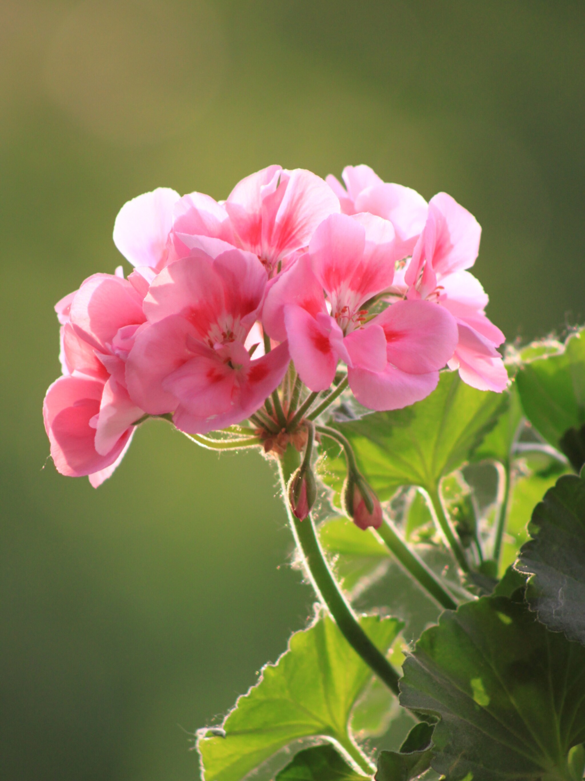een tuin vol kleur dit zijn de mooiste langbloeiers