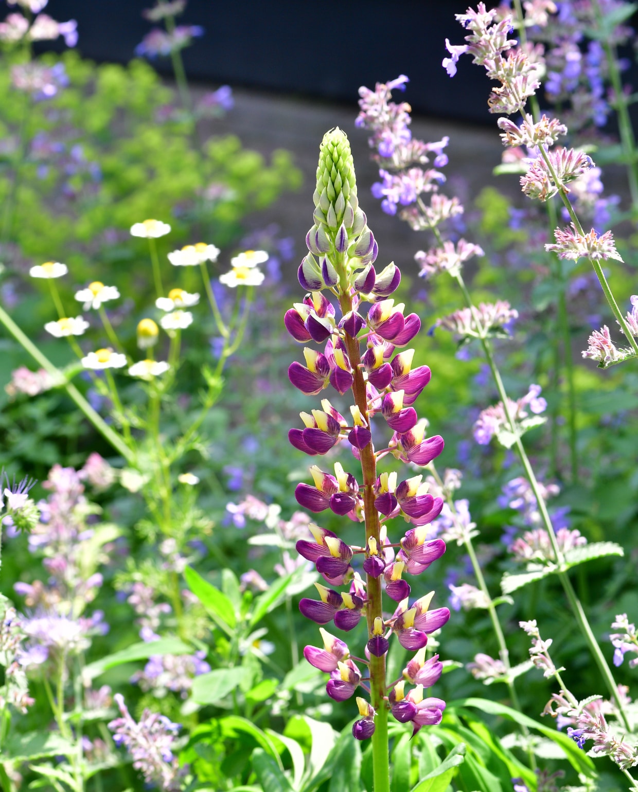 Lupine, kattenkruid en kamille geven de pluktuin kleur. vtwonen special tuin 7 (2023) | fotografie Sietske de Vries