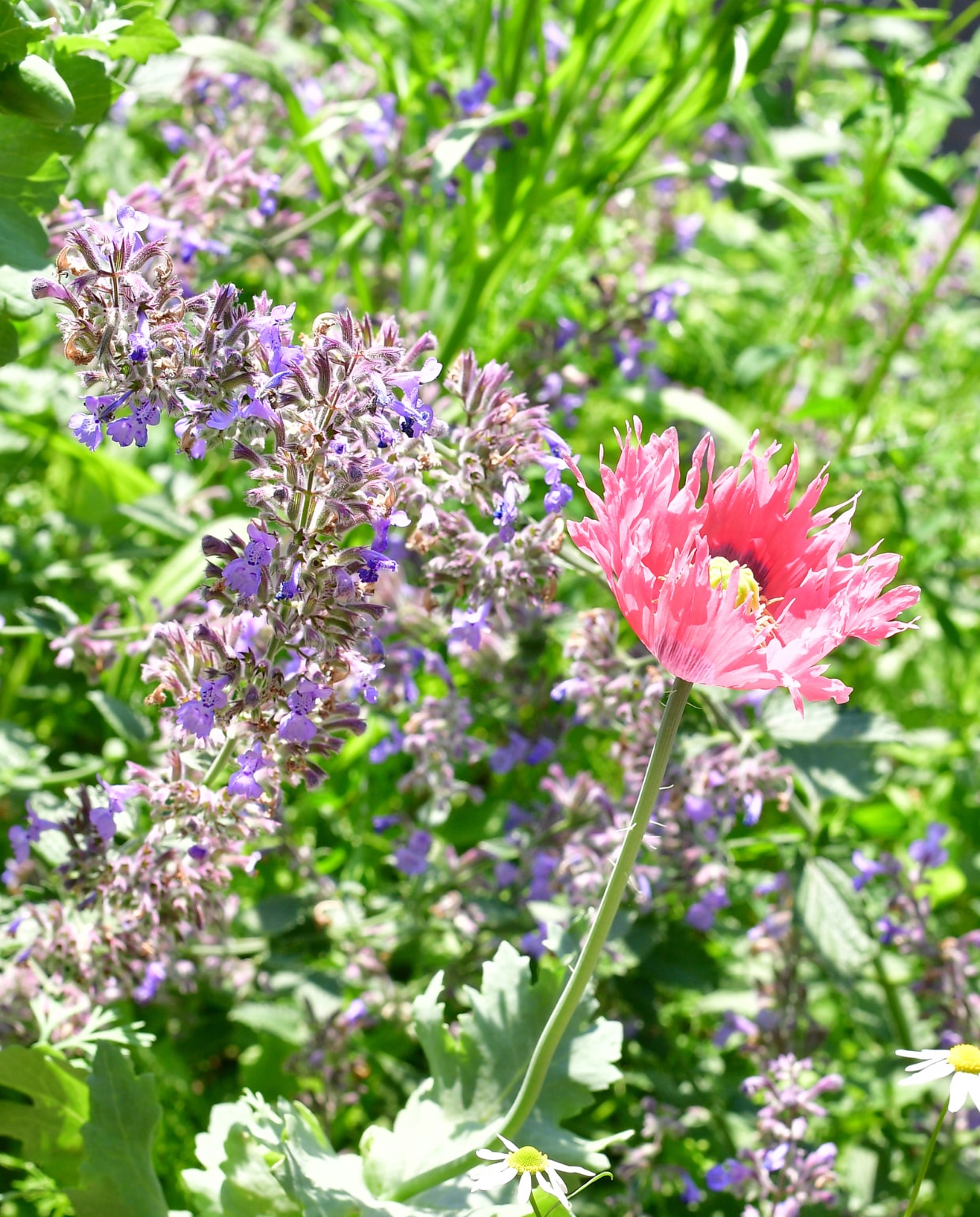 In het voorjaar kleurt de pluktuin voornamelijk wit en blauw, daarna domineren de blauwtinten en plukjes roze en oranje van onder andere kattenkruid en klaproos. vtwonen tuinspecial tuin 7 2023 | fotografie sietske de vries