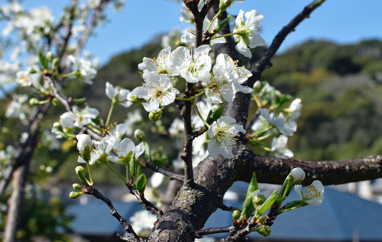 Japanse sierkers (Prunus serrulata ‘Amanogawa’) Geoff Oliver, Unsplash