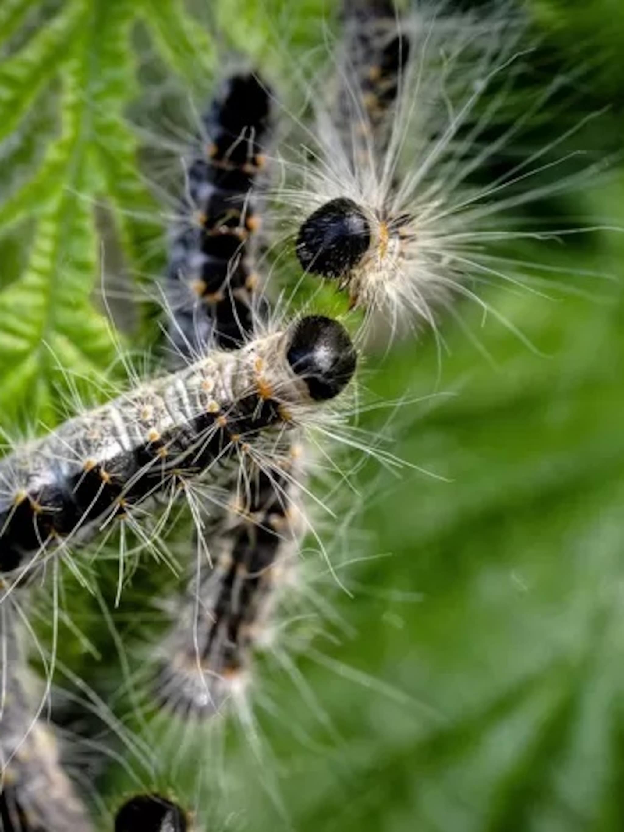 lesje biologie alles over spinselmotten en eikenprocessierupsen